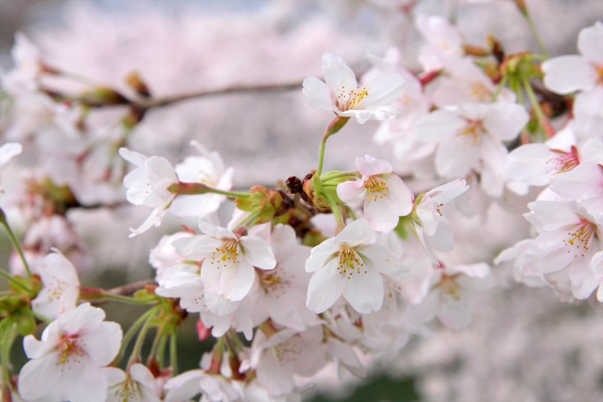 響 hibi-ki | 桜／バラ科サクラ属日本人の知らない桜の話
