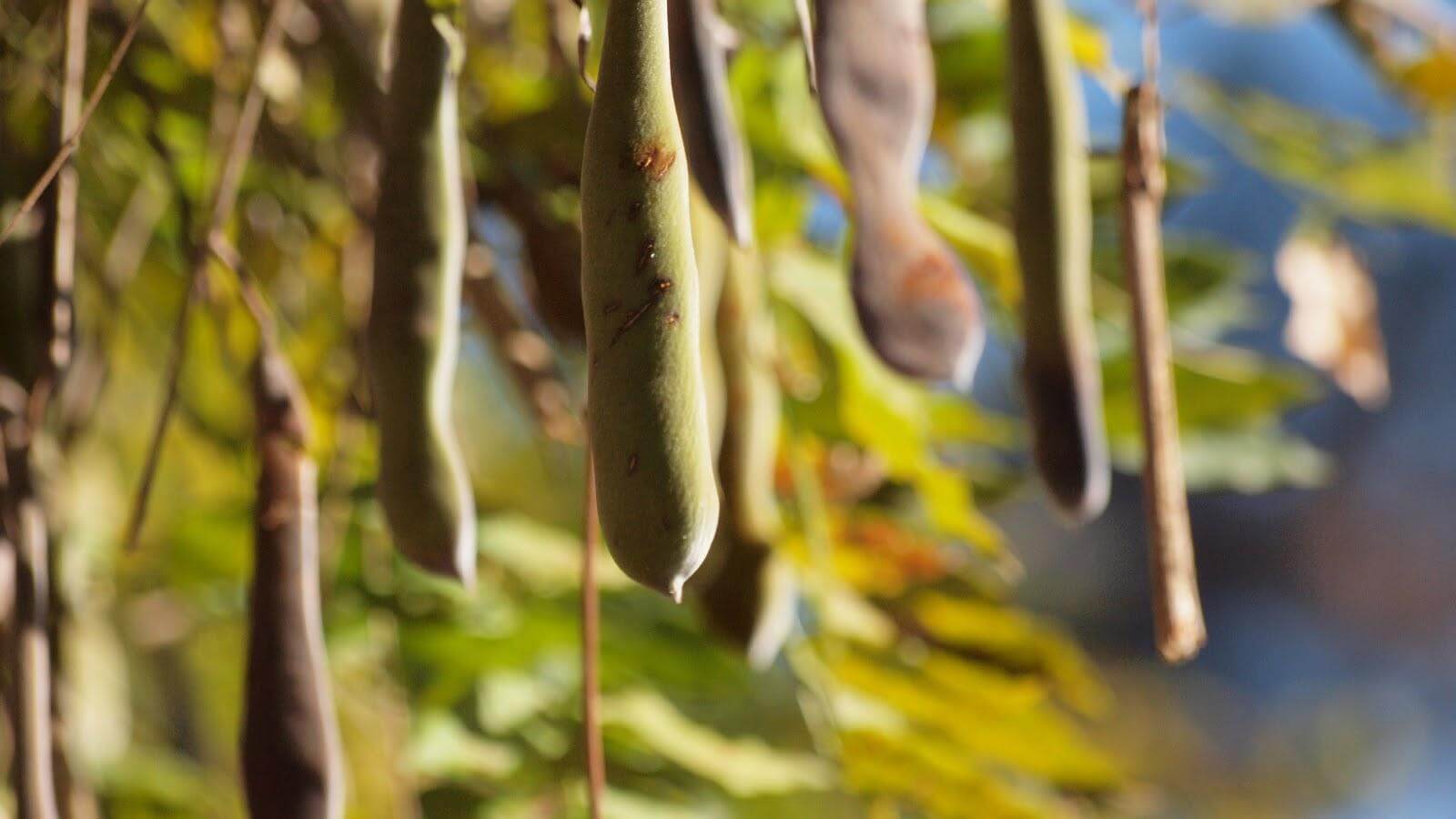 藤の木の豆。さやえんどうみたい