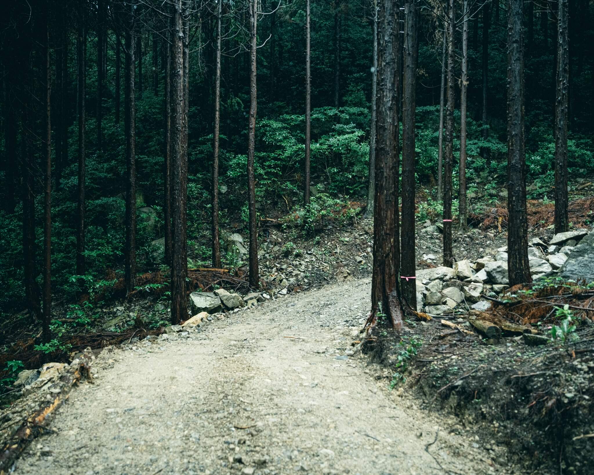 阿武町の山林内につくられた林業用の作業道