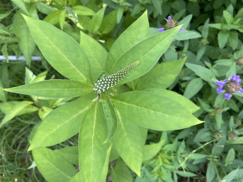 万博会場“静けさの森”ゾーンに生えていた「オカトラノオ」。今回の万博の植栽は、在来の植物が重視されている。