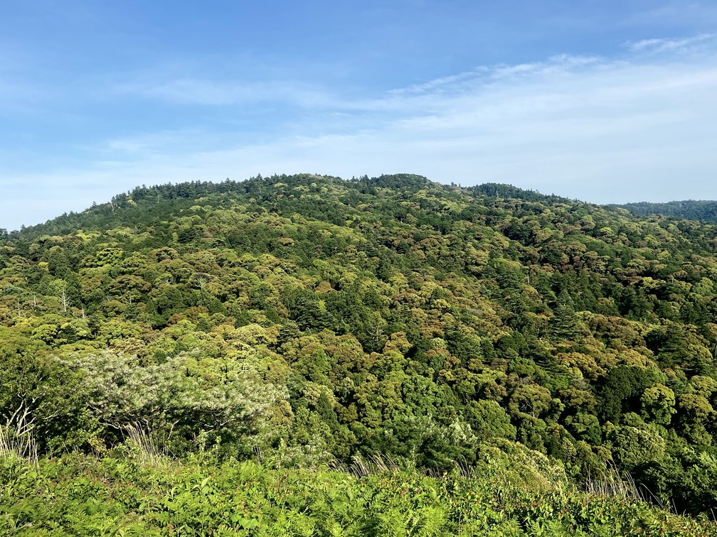 写真は、千里丘陵と気候条件が似た春日山原始林の照葉樹林。大木と若木・幼木、極相種と先駆種がモザイク状にランダムに入り乱れた構造の森で、高い多様性が保たれている。
