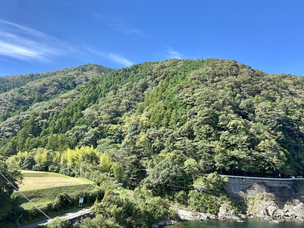 高知県四万十川に成立していた照葉樹の二次林。