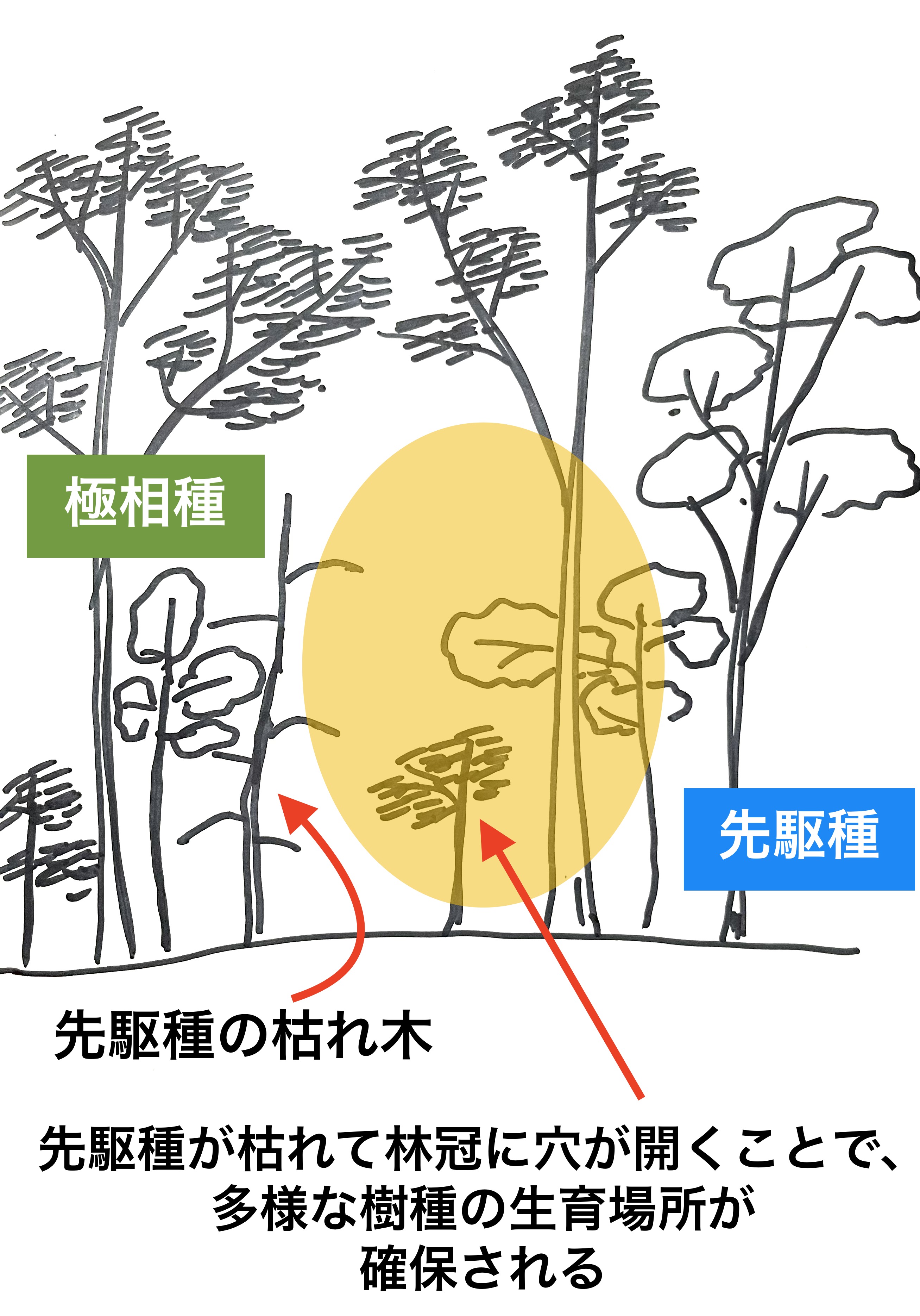 本来の極相林では、寿命を迎えた先駆種と現役の極相種が混交しており、先駆種が枯れたあとにギャップ(林冠に空いた穴)が頻繁に発生することで、林内に一定の日照が供給されて下層植生の多様性が増す。また、ギャップによってスペースがあくので、樹木が過度に密生することもない