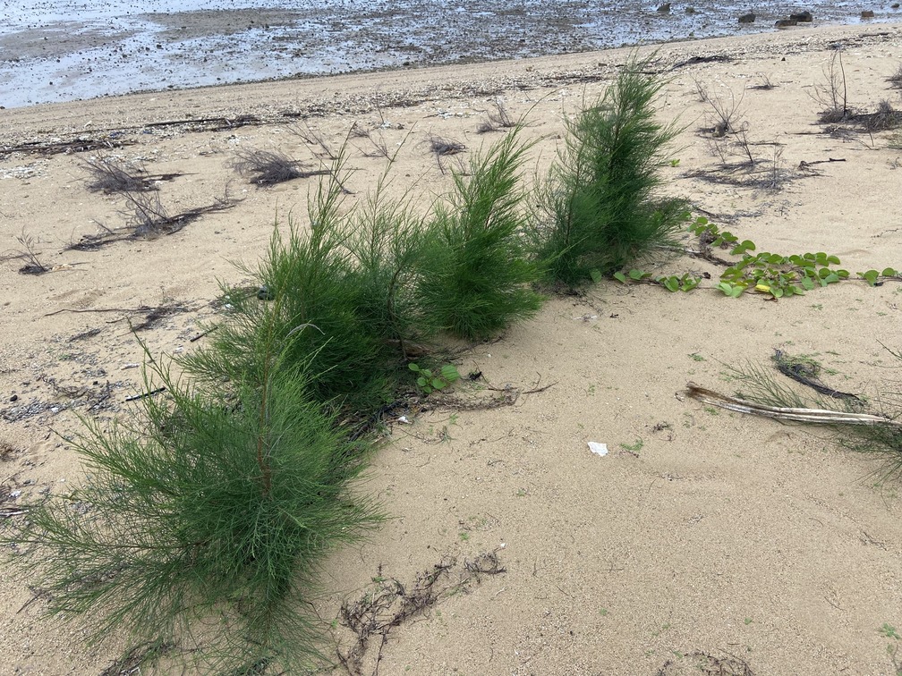 砂浜に侵入したモクマオウ。石垣島にて。