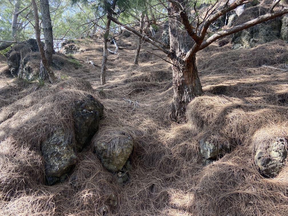 膨大な量の落枝が降り積もった、モクマオウ林の林床。分厚い落枝が完全に土壌を密閉してしまい、他の植物種は生育することができない。