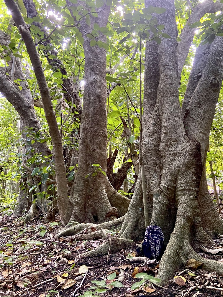 小笠原諸島の海岸線には、本来ハスノハギリやタコノキが生い茂る森が成立する。写真はハスノハギリの大木。結局こういう森が一番頼りになる。