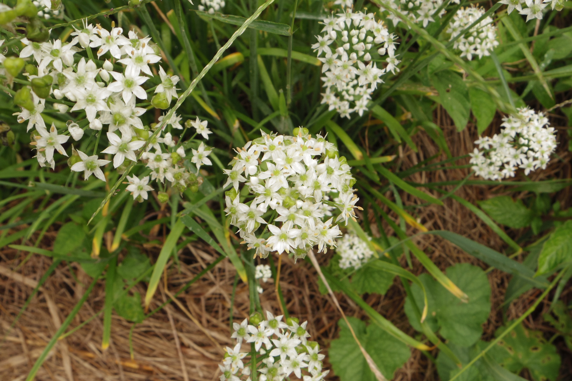 白い小花が可愛らしいニラの花。
