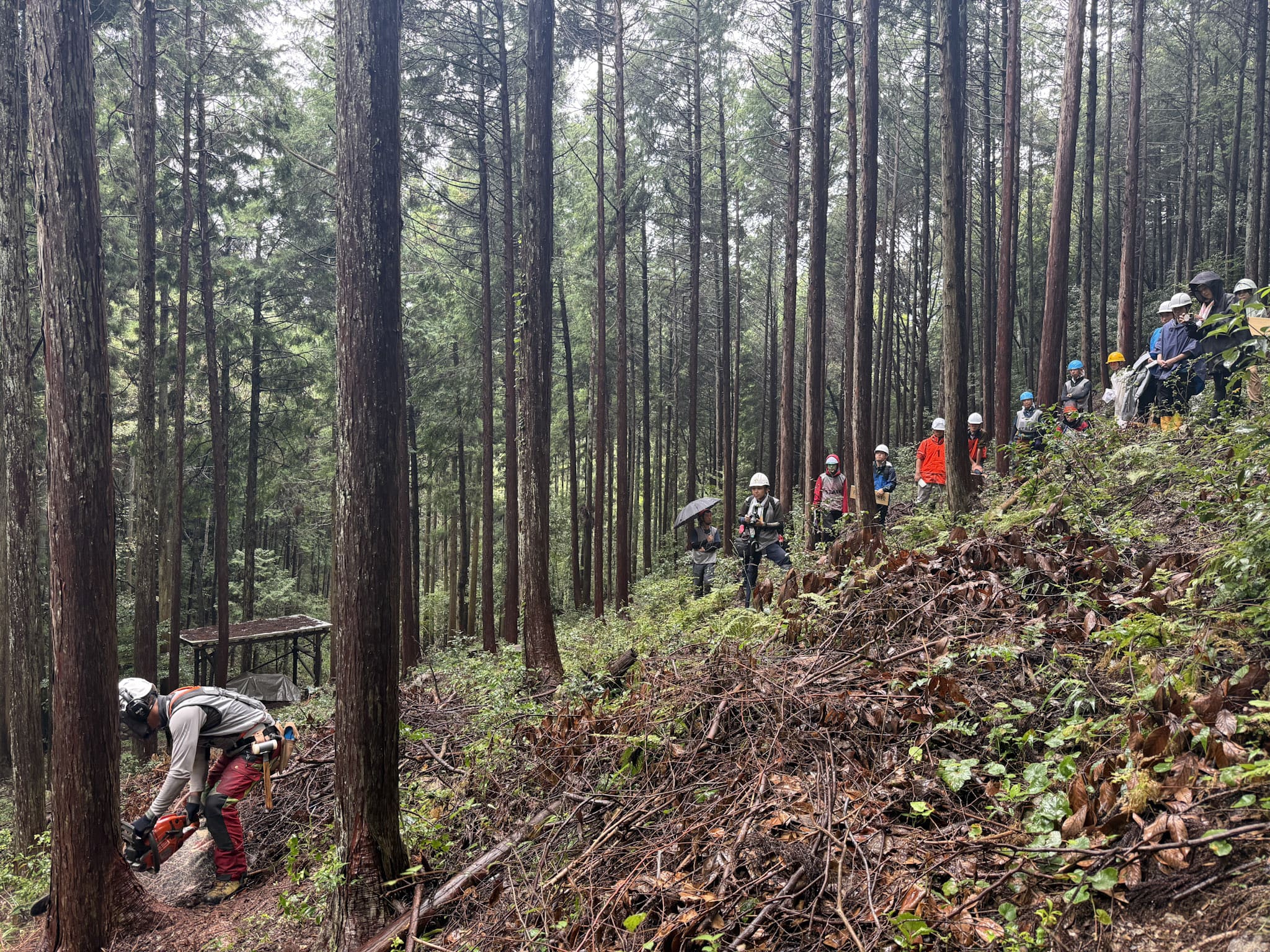 伐採の実演を担当するのは、株式会社岐阜緑地の鈴木康範さん。岐阜県が認定する「林業士長」6名のうちの一人であり、「岐阜県伐木安全技術評価会2022」のプロフェッショナルクラス優勝者でもある。
