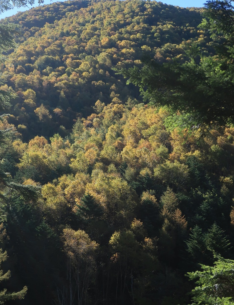 カラマツの黄葉。