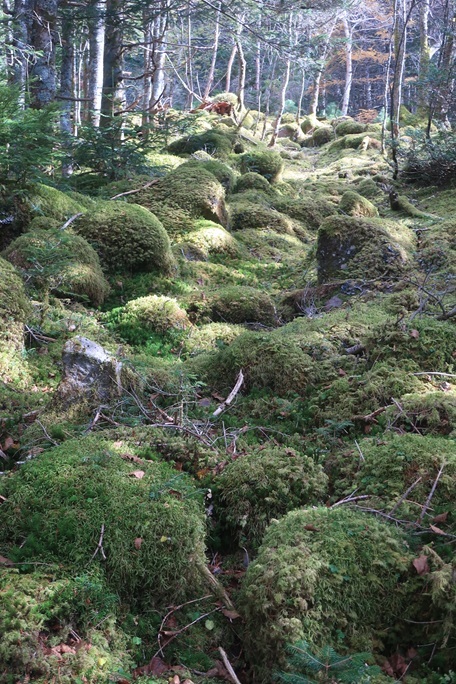 八ヶ岳独特の苔の森。