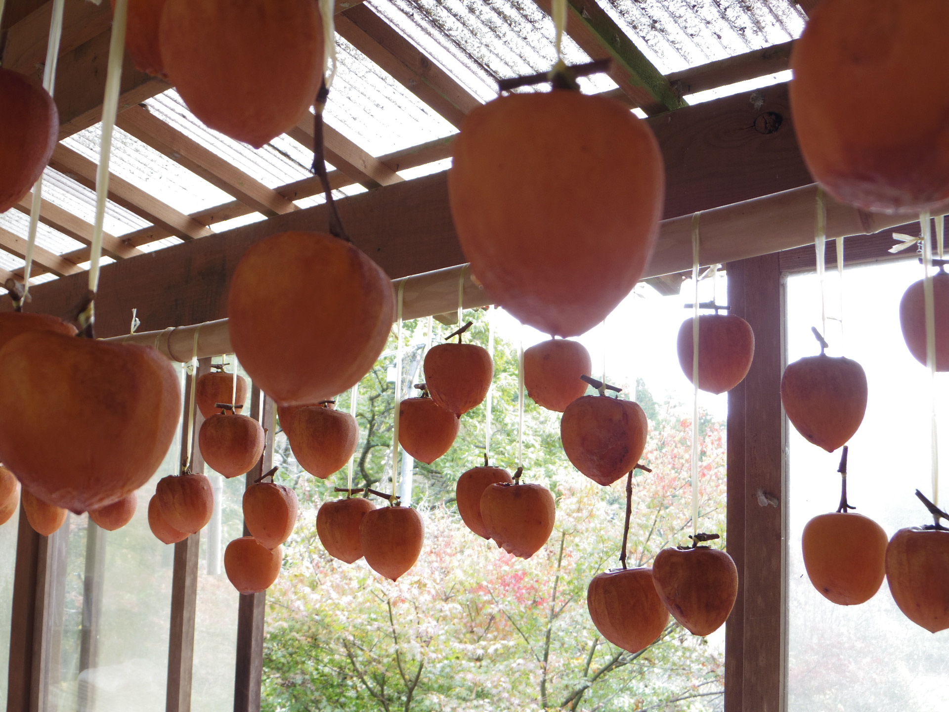 西村自然農園でつくられている干し柿