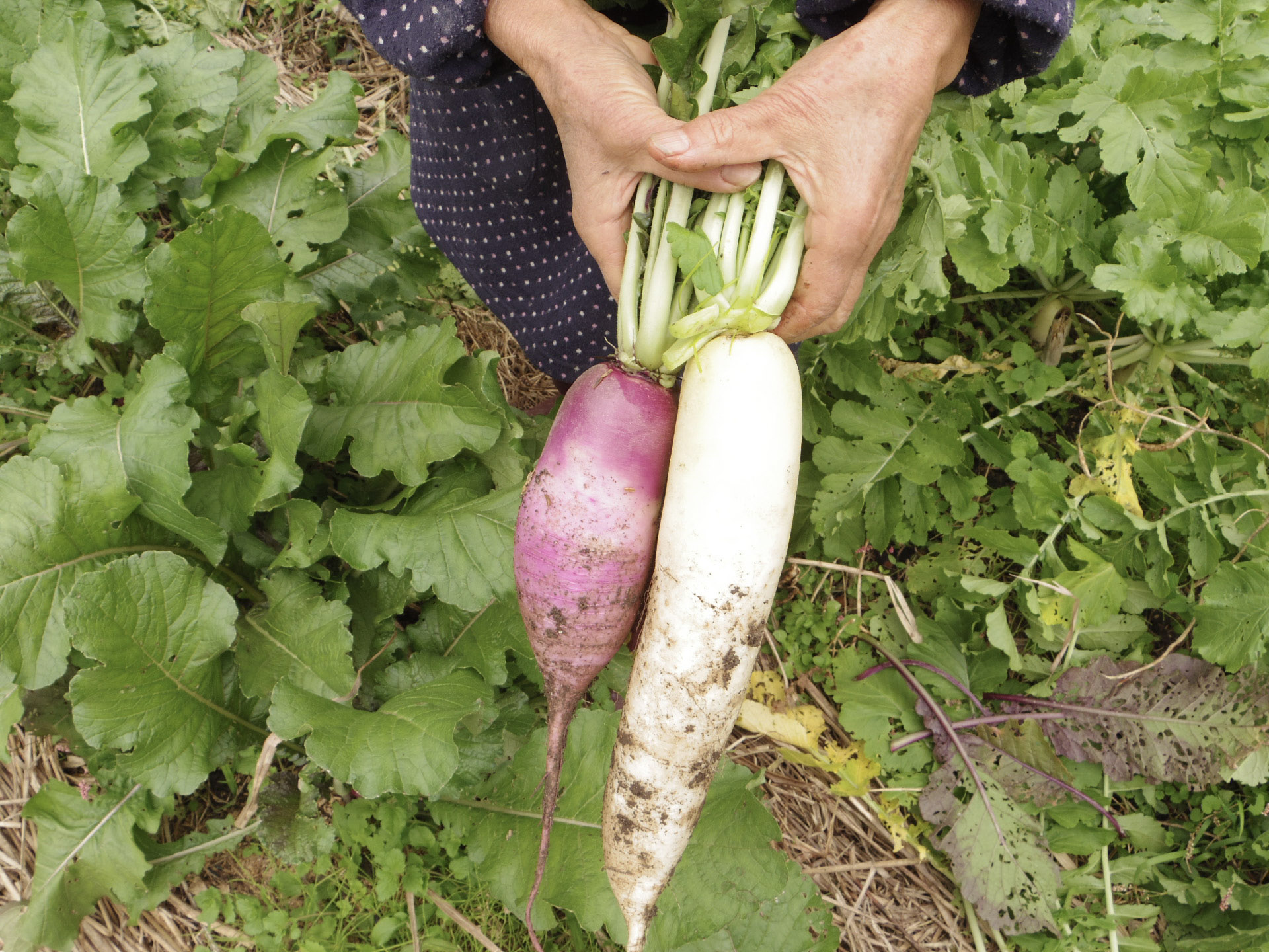 西村自然農園で採れた大根