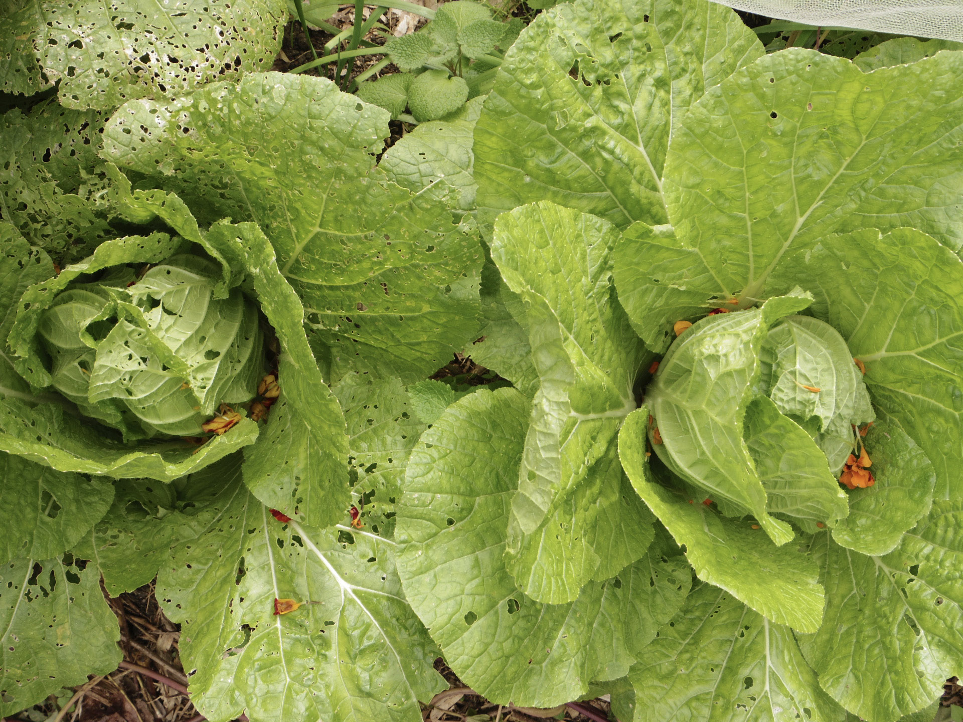 白菜の畑にはマリーゴールドの花びらが散らされ、まるで小さなアートのよう。虫よけ効果を利用した西村さんならではのアイデアです。