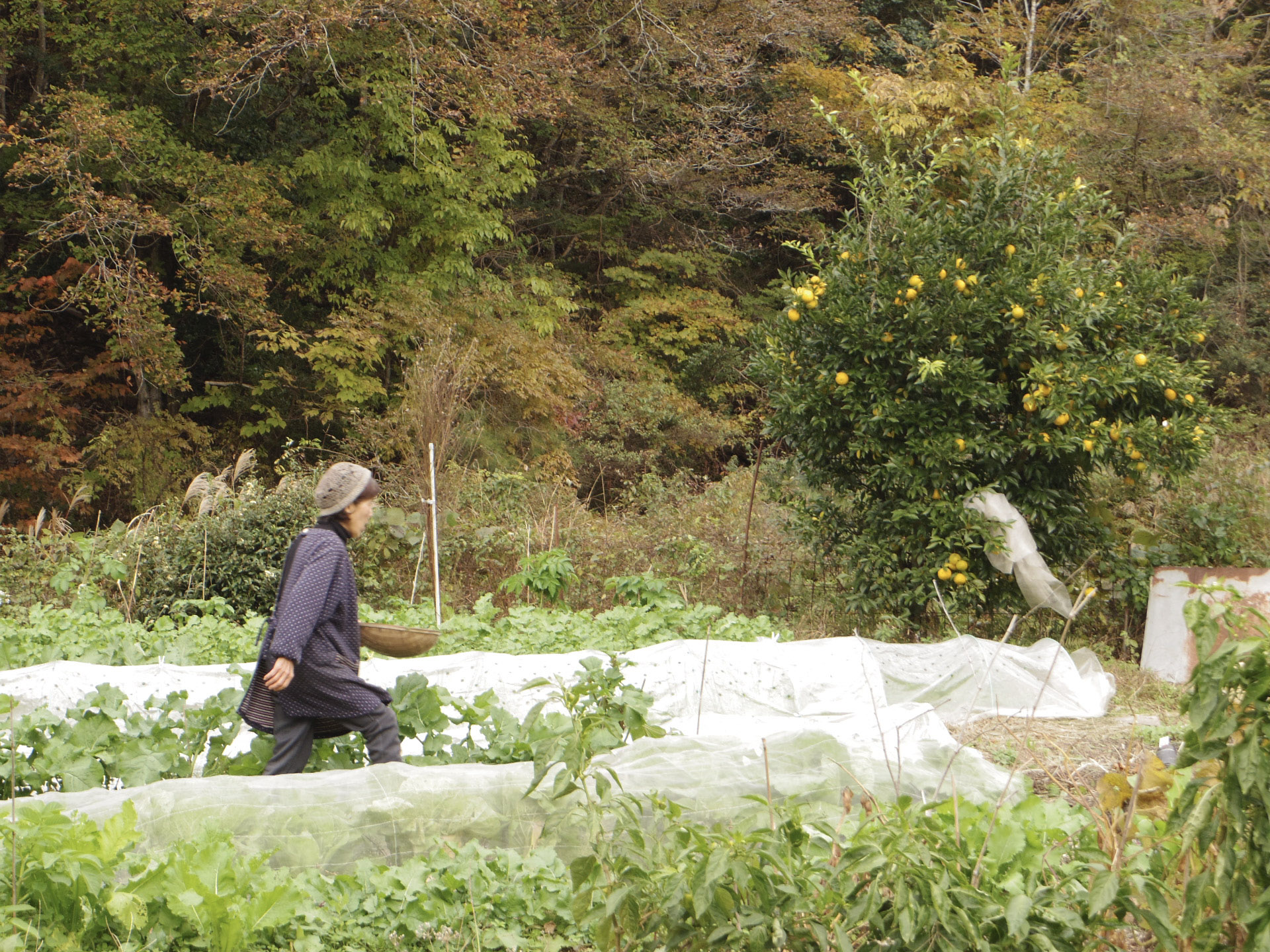 西村自然農園の畑
