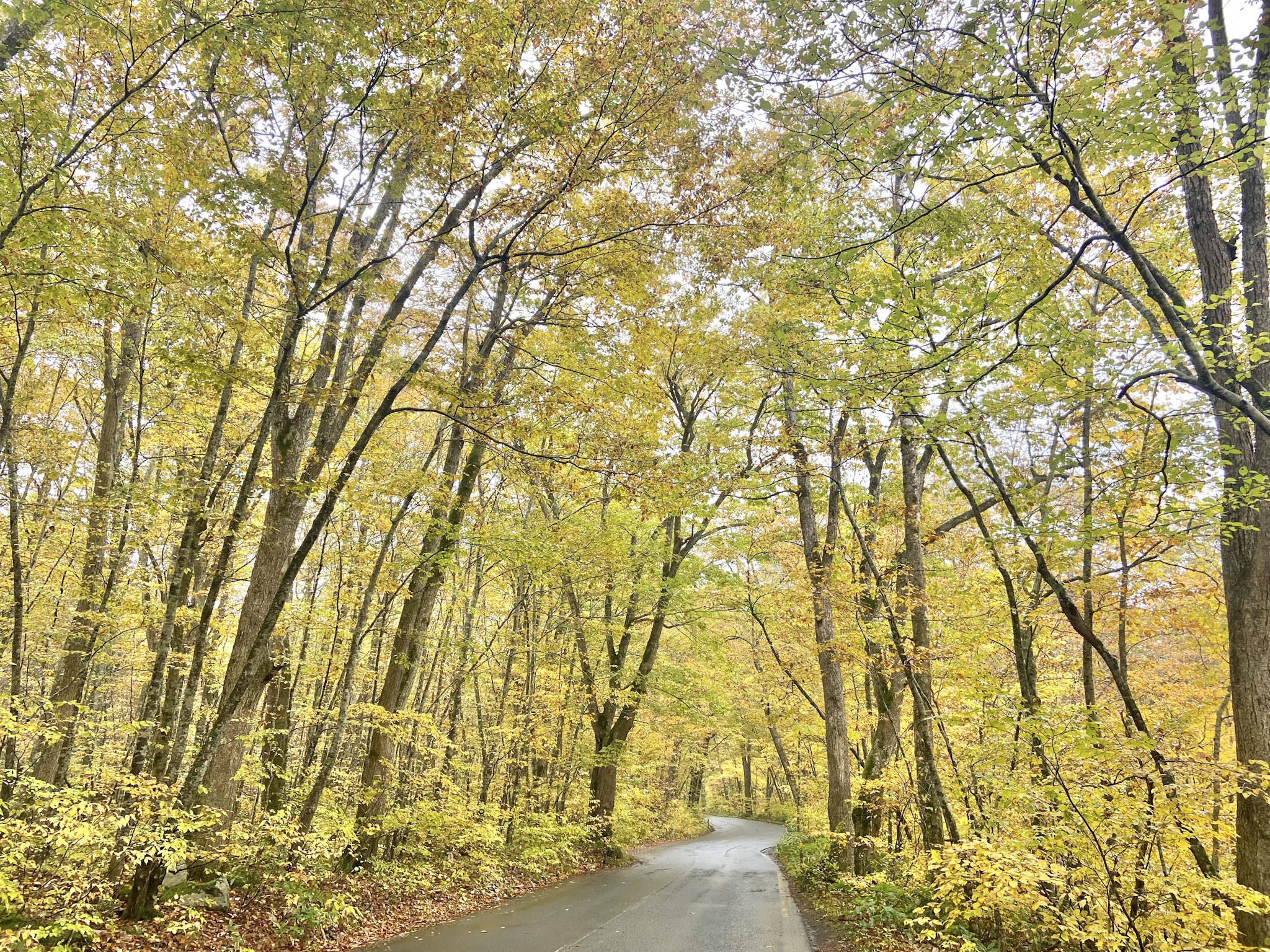 ブナ林の紅葉。青森県奥入瀬渓流にて。