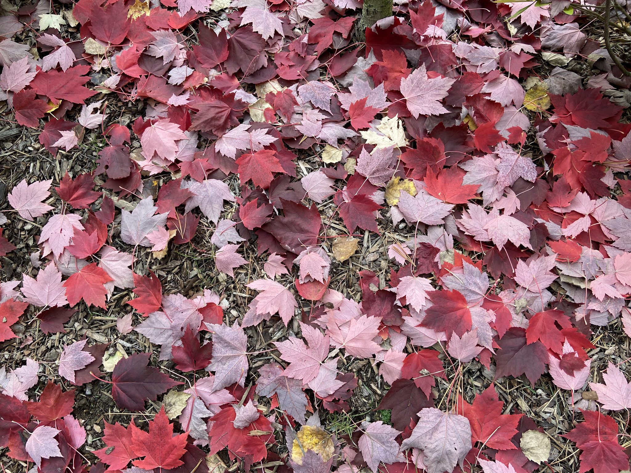 「アメリカハナノキ」の落ち葉。北海道帯広市にて撮影。赤の紅葉は、「アントシアニン」という色素が生成されることで引き起こされるが、そのメカニズムは完全には解明されていない。