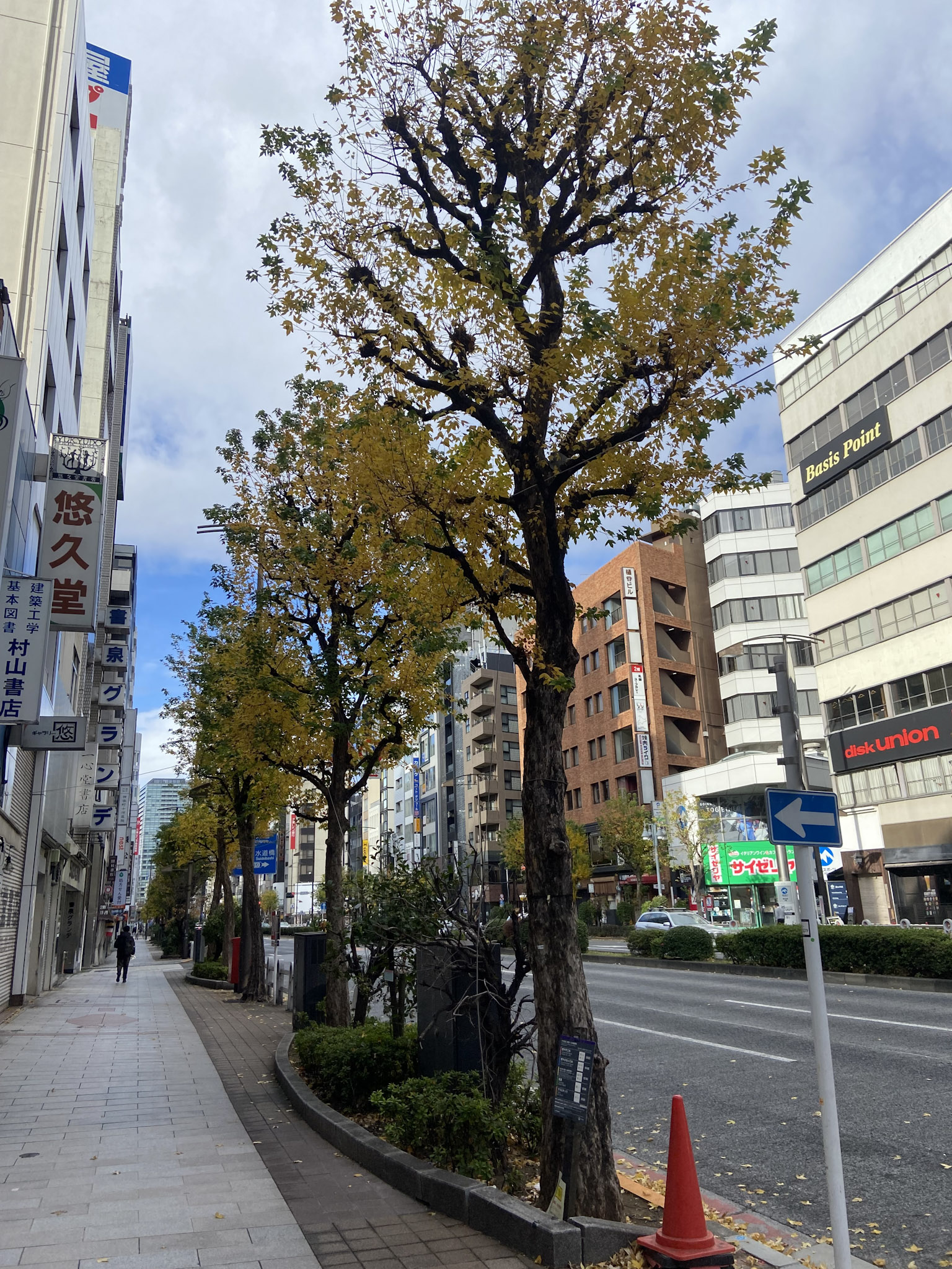 1月4日、年を越してもまだ紅葉している「トウカエデ」。東京靖国通りにて。道路照明で24時間明るい環境下に置かれている街路樹の体内時計には狂いが生じ、休眠のタイミングが大きくズレるとされる。