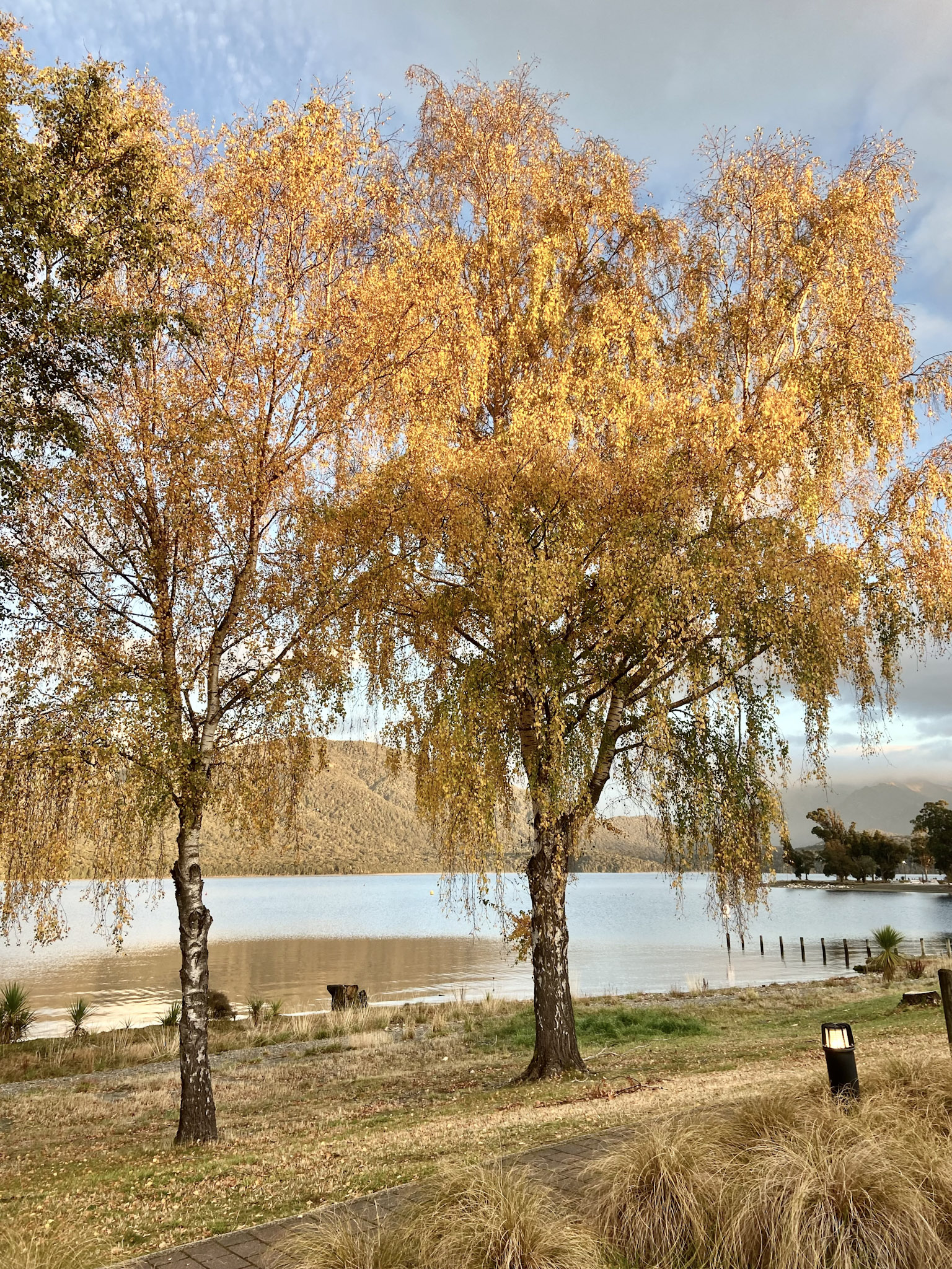 4月のニュージーランド南島で黄葉する「ヨーロッパシラカンバ」。北半球から移植された樹も、南半球では4月に葉を色付ける。