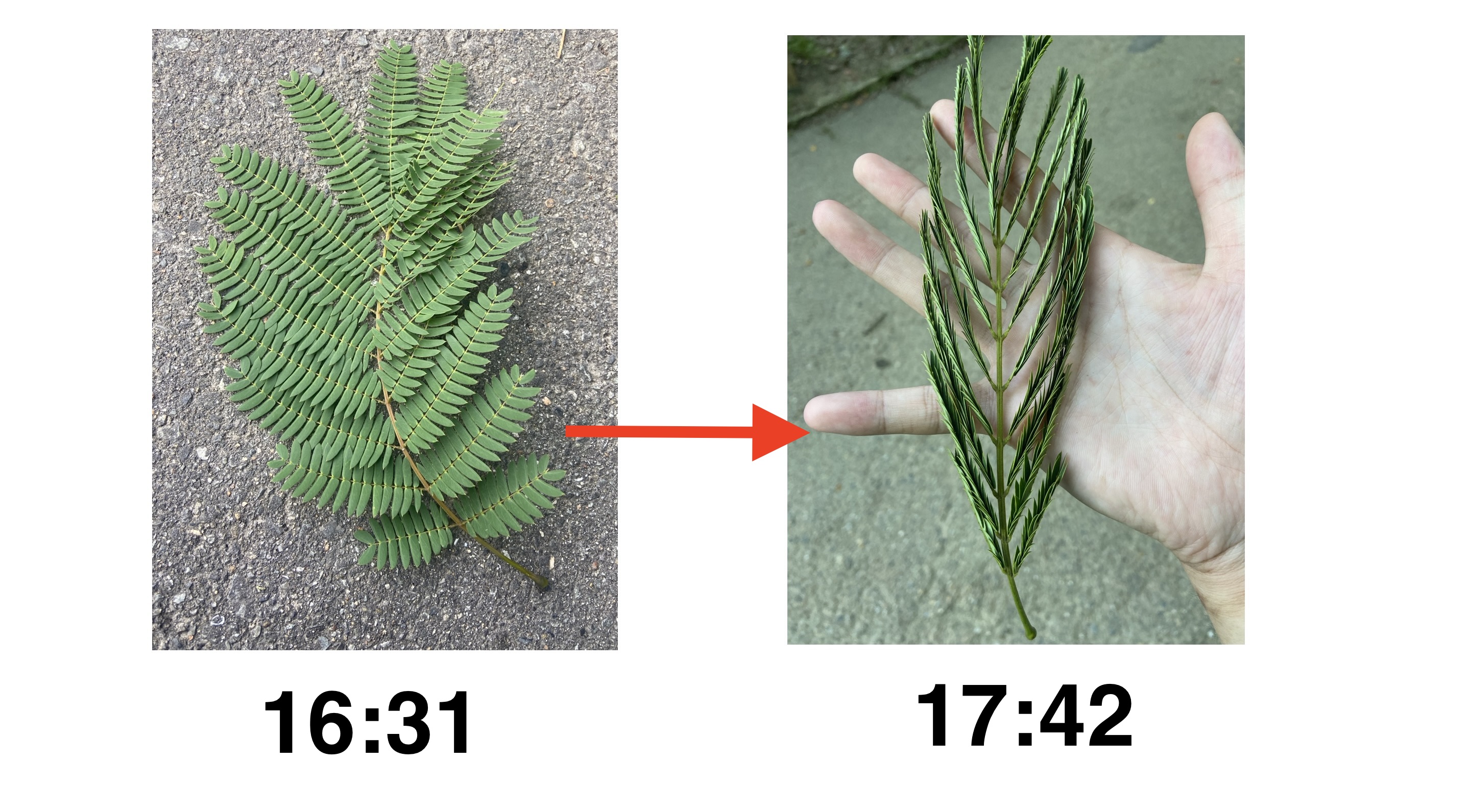 ネムノキの就眠運動。ネムノキだけでなく、インゲンやオジギソウなどの他のマメ科植物、そしてアサガオ、カタバミ、チューリップの花など、多くの植物が類似の運動を行う。就眠運動に関する記録で最古のものは、紀元前324年、アレクサンダー大王の部下の探検家・アンドロステネスによって記述された。