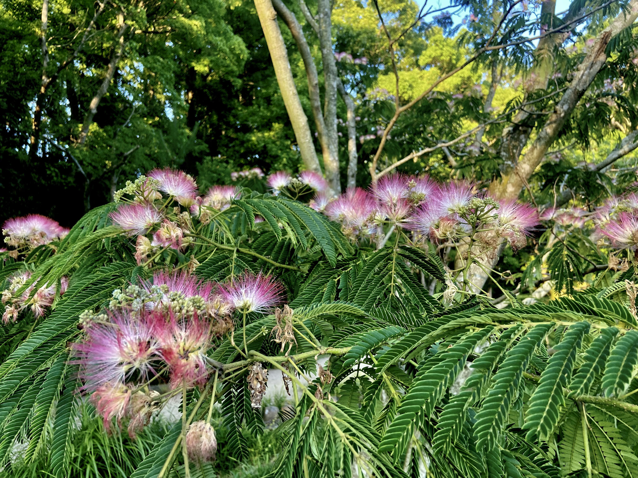 ネムノキの花。初夏の暖かな夜、葉っぱたちが寝静まった後に開花して、闇夜に妖しげな桃色の光を放つ。神戸市須磨区にて。