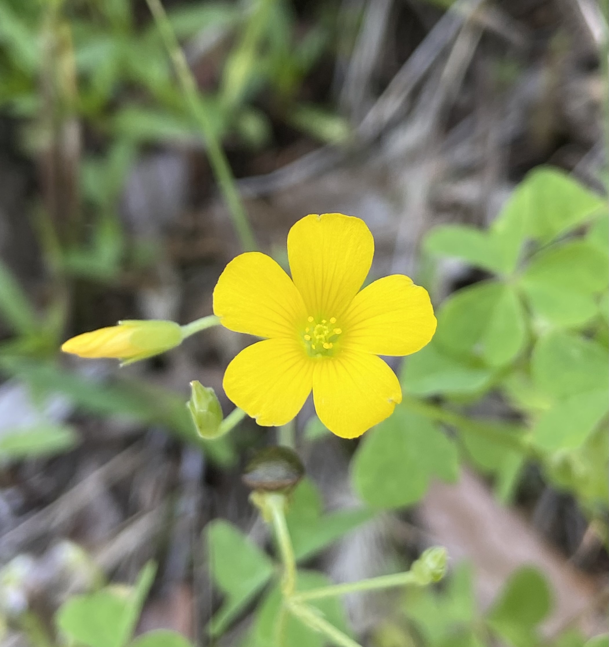 日本の人里でよく見かける雑草、「カタバミ」(Oxalis corniculata)。この植物も就眠運動を行うことで知られており、夜になると三出複葉が折り畳まれる。この様が、葉っぱの片側が食べられて欠けたように見えることから、「片喰」(かたばみ)という名前がついた。