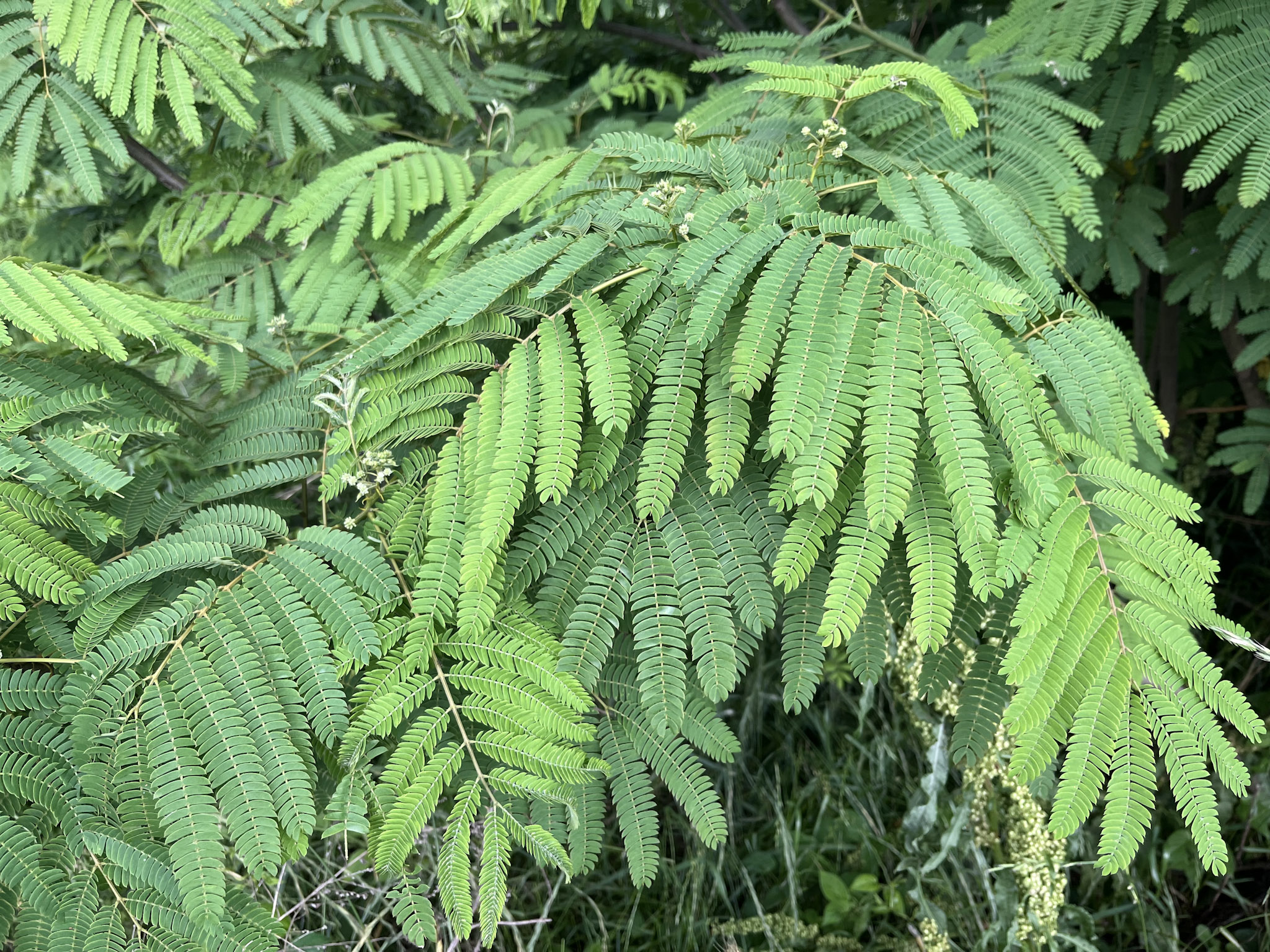 初夏のネムノキの葉。繊細なデザインの羽状複葉はどこか涼しげな印象がある。