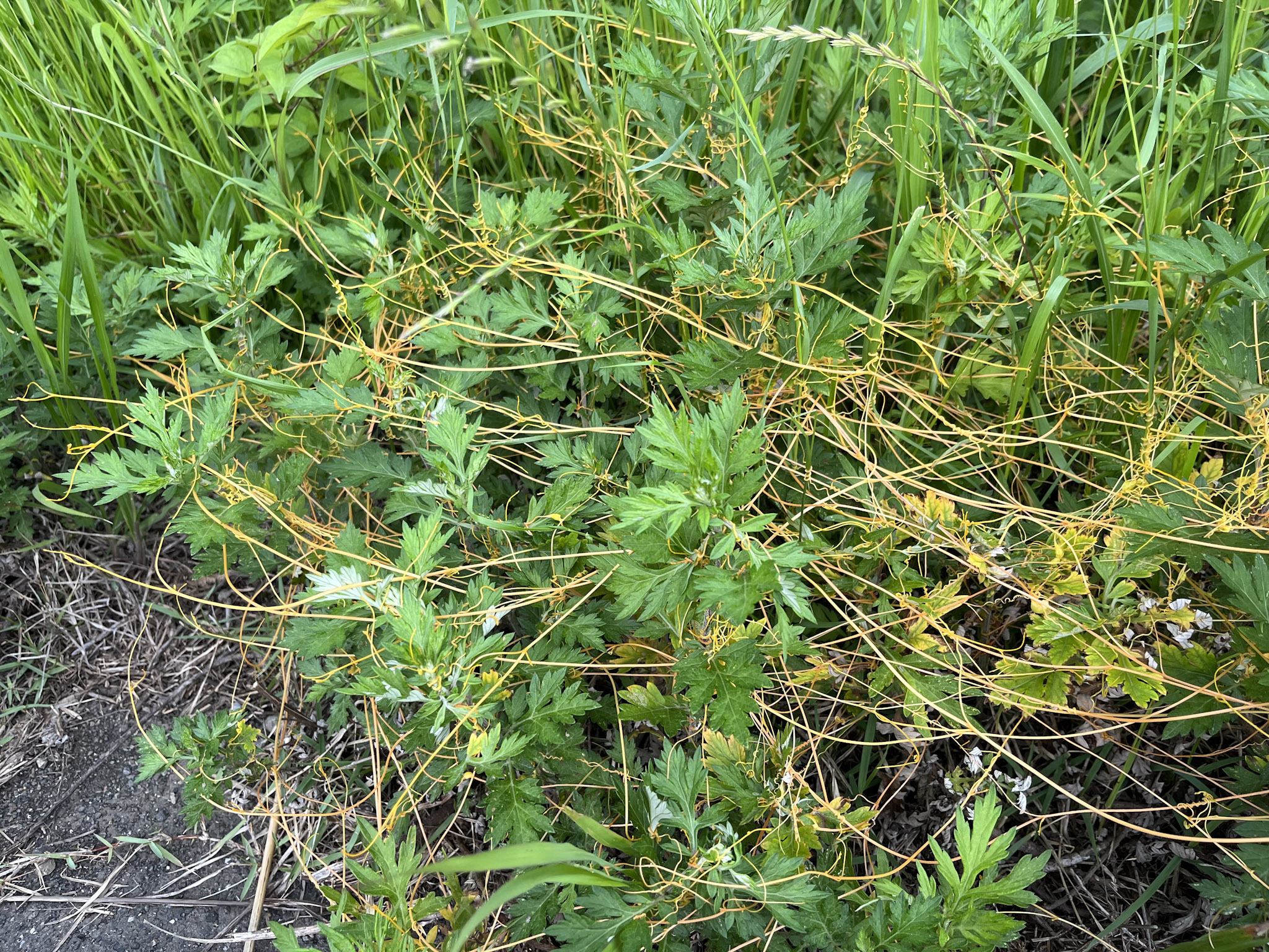 河川敷の草原で見かけたネナシカズラ。埼玉県さいたま市・荒川河川敷にて。