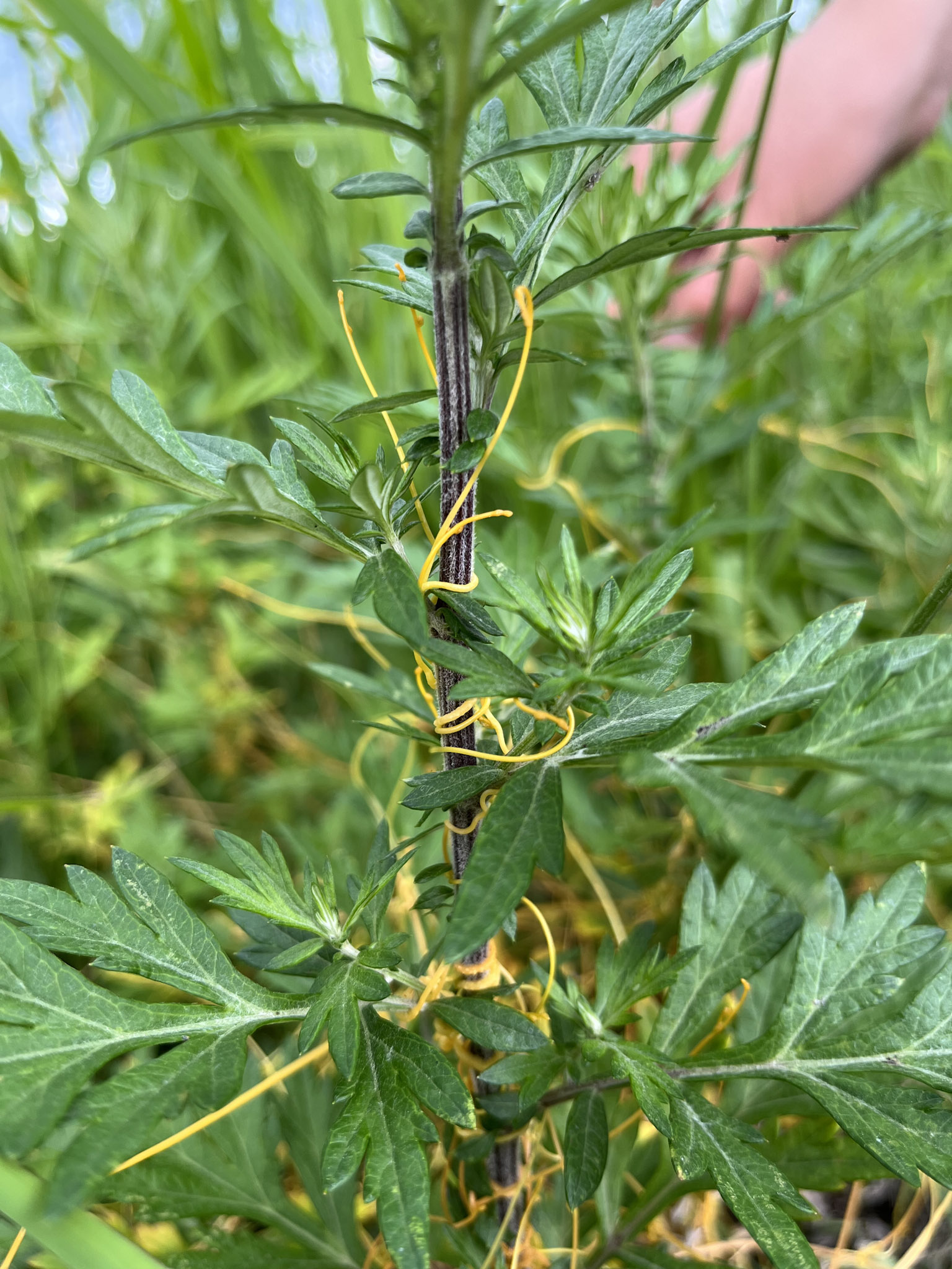 ヨモギの茎に巻き付いたネナシカズラのつる。つるが茎に密着した部位から養分を吸収する。