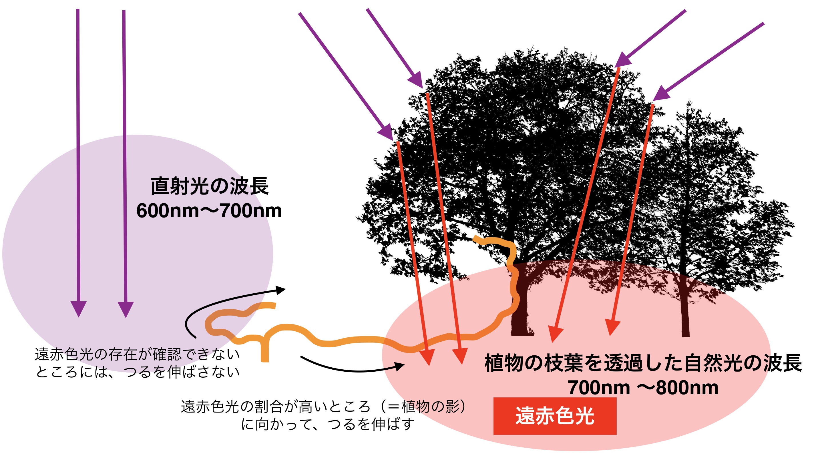 ネナシカズラは、植物の“影”を追いかけることで寄生先を見つける。彼らがどうやって遠赤色光を検知し、その信号がどのようにつるの伸長を制御しているのかについては、解明されていない。