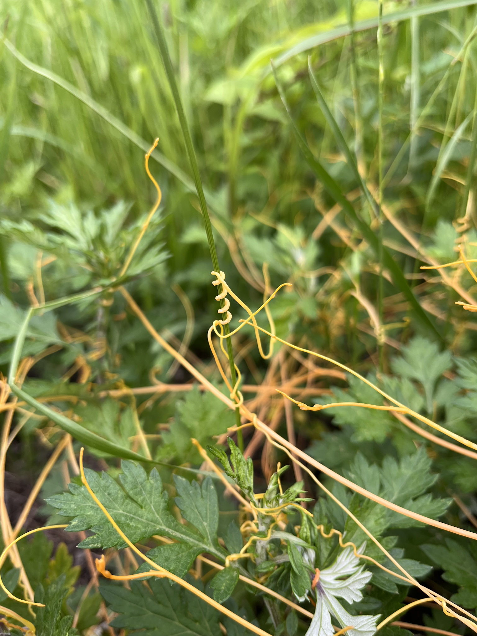 彼らは、瑞々しい緑色の、柔らかな茎にしかつるを巻き付けない。ネナシカズラの農業被害は世界中で問題になっていて、世界55カ国で25種類の作物が寄生の被害を受けている。特にクランベリーとニンジンの畑では被害が深刻になる傾向があり、一度ネナシカズラに侵入されると収量は70%〜90%低下するという報告がある。アメリカのカリフォルニア州では、12,000ヘクタール(ディズニーランド230個分)の畑がネナシカズラの被害を受けている。