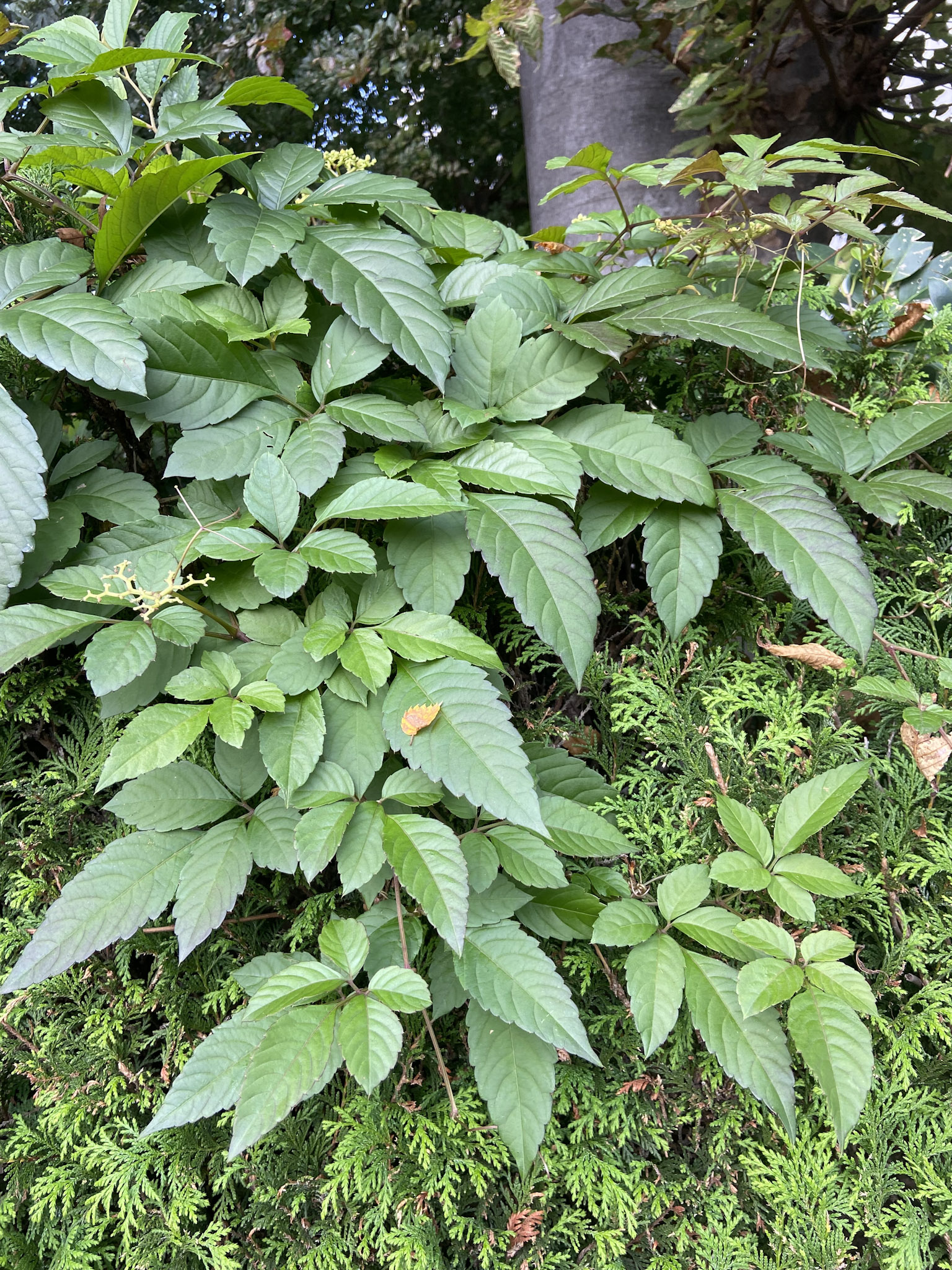 ヤブガラシ。北海道南部以南であればどこでも見かけるごく普通の雑草。