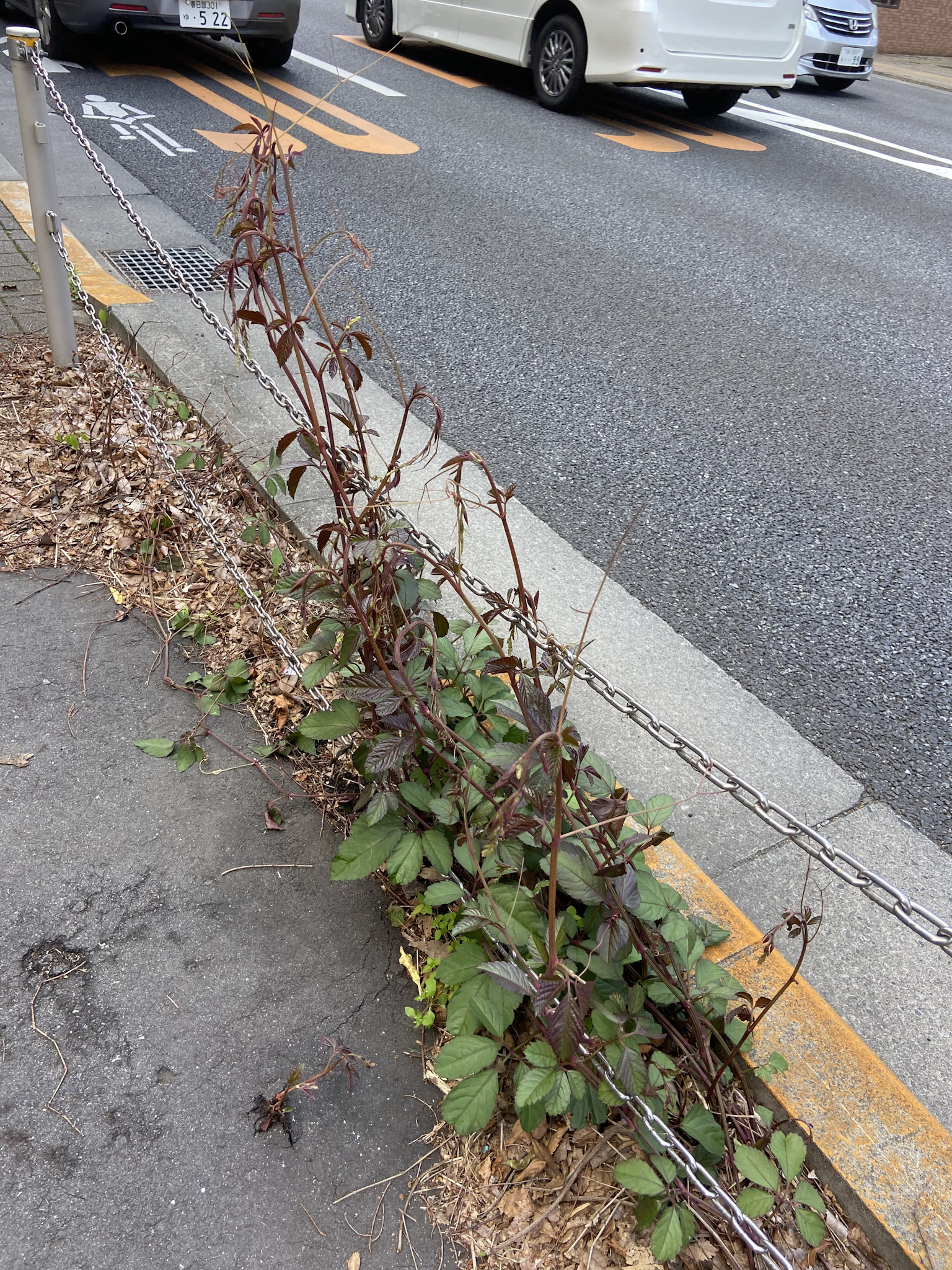 東京・甲州街道の道路脇、アスファルトの隙間からつるを伸ばすヤブガラシたち。その生命力には目を見張るものがある。