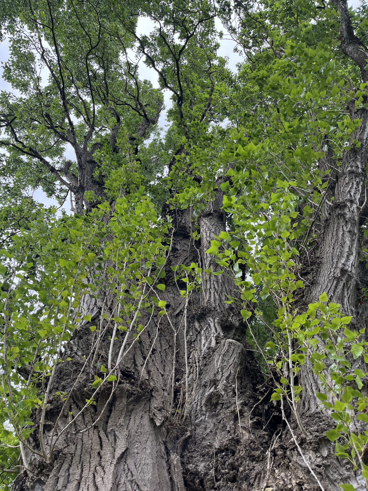 日本でも街路樹としてよく見かける「ポプラ」は、緻密な防御機構を持つ。葉がイモムシに食べられた際には、揮発性の物質を発散してスズメバチなどの肉食性の動物を呼び寄せる。また、ある1本の樹の葉が食べられると、その周囲に食害のリスクを周知するための化学的なシグナル(こちらも揮発性の化学物質)が発され、近隣の樹も同調して防御物質を発するようになる。これは“植物たちのコミュニケーション”と言えるかも?
