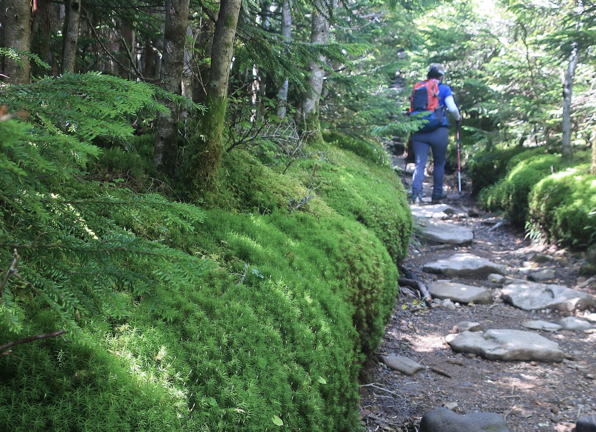 苔の道。