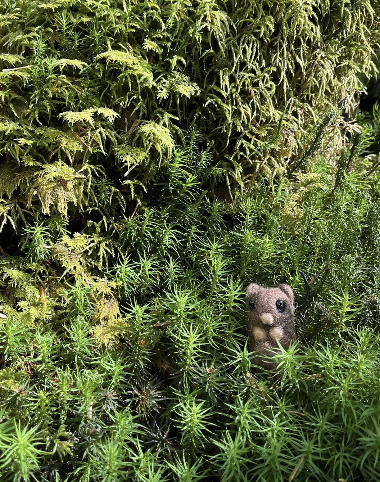 イメージ撮影。人形はヤマネ。
