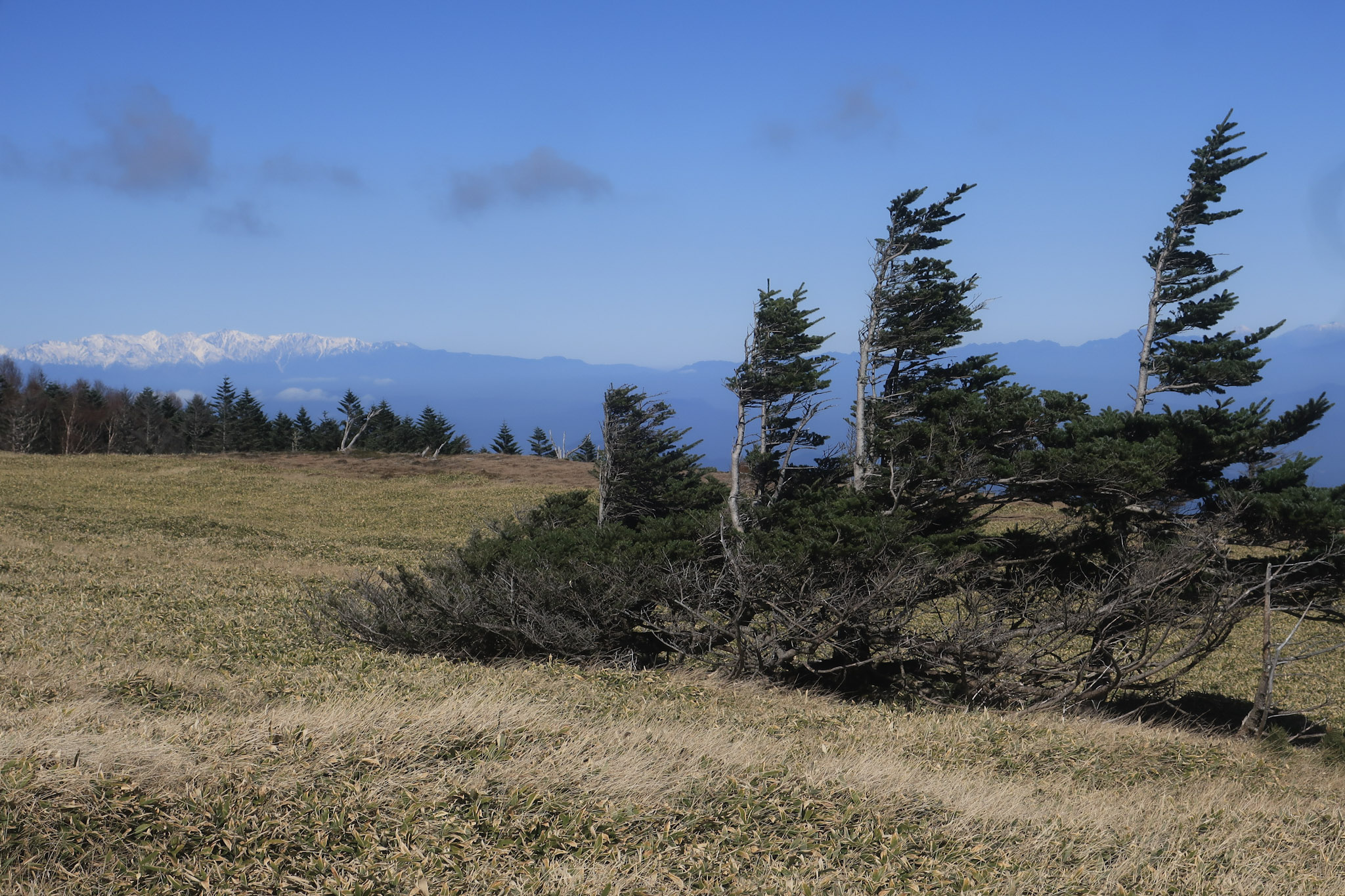 双子山山頂付近。卓越風による風衝樹形。