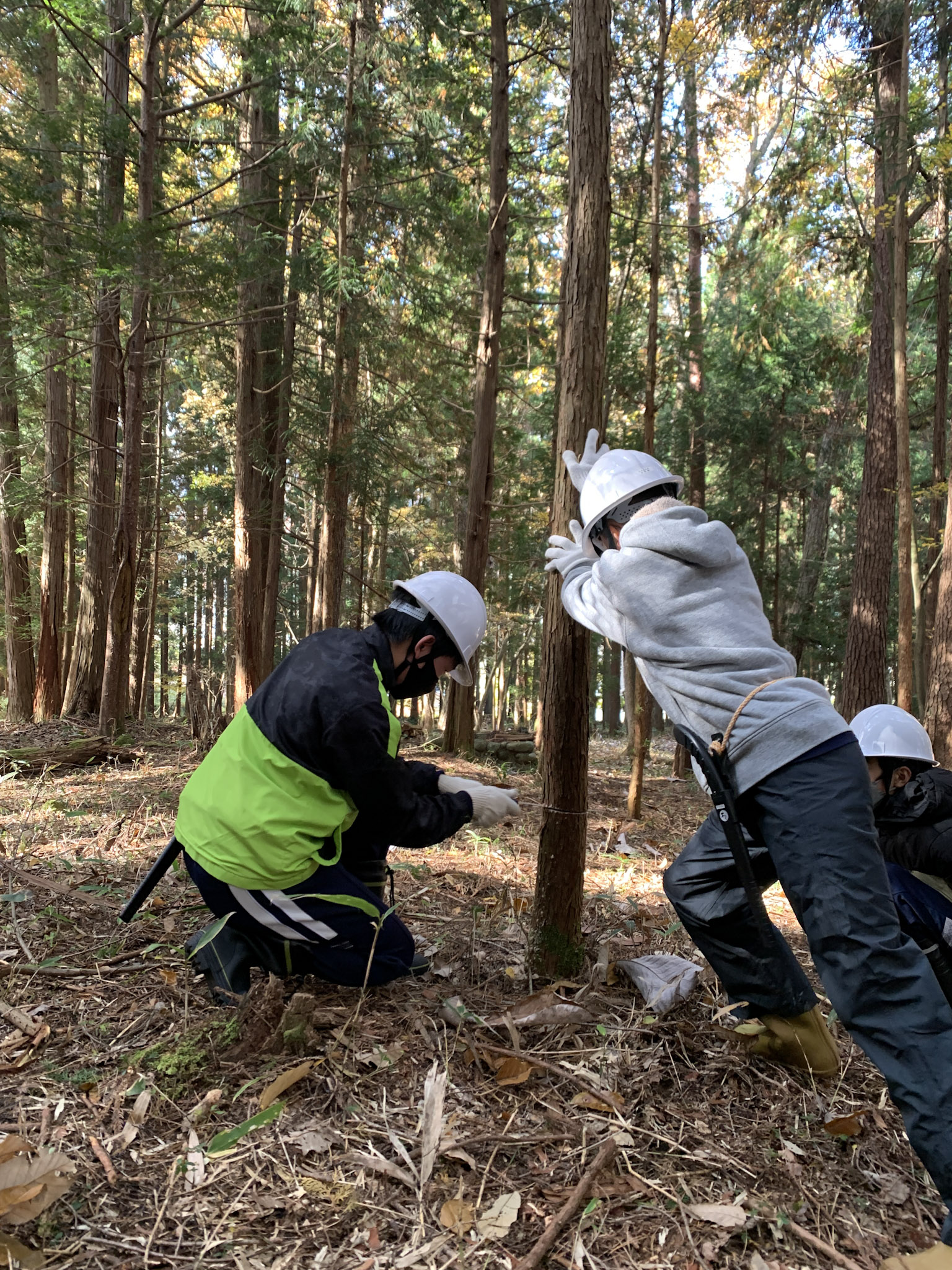 2022年11月に清見中学校で行われた間伐作業体験の様子。筆者も同行した。