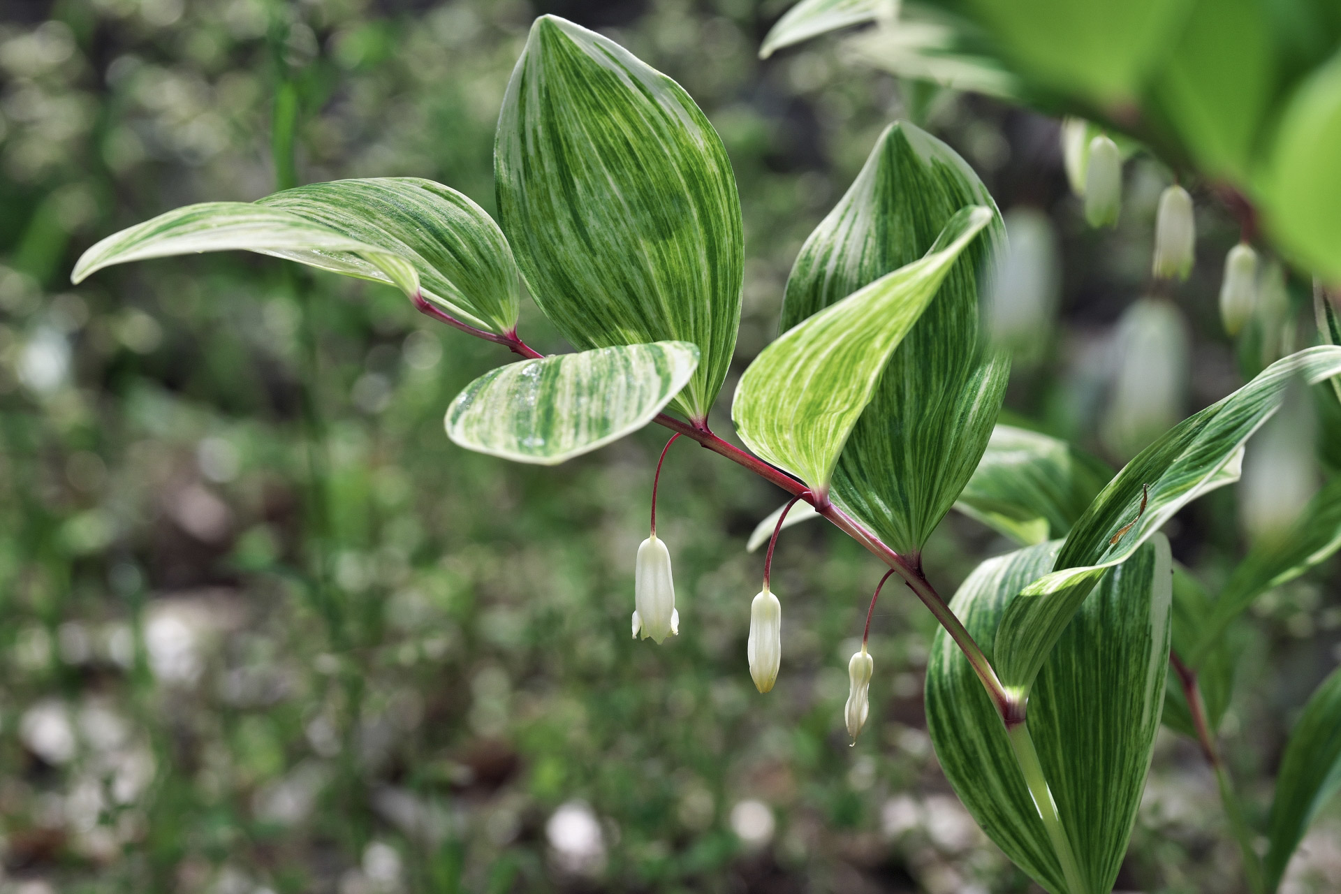 花を咲かせたアマドコロ
