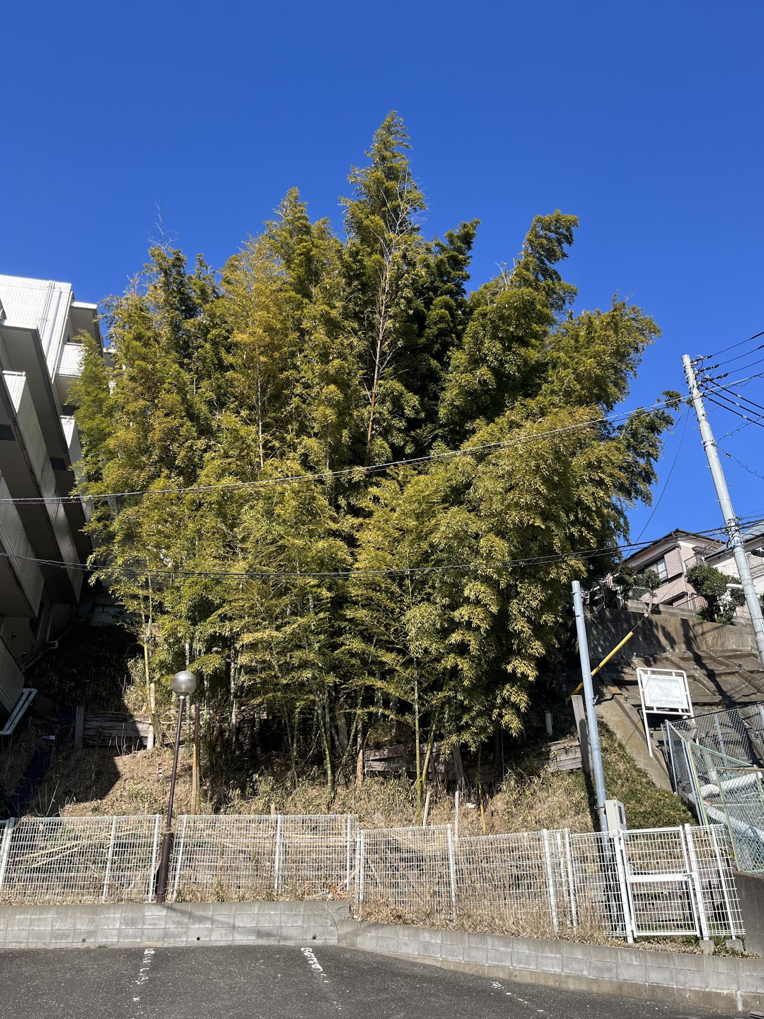 神奈川県川崎市、住宅街の一角に茂ったモウソウチクの竹林