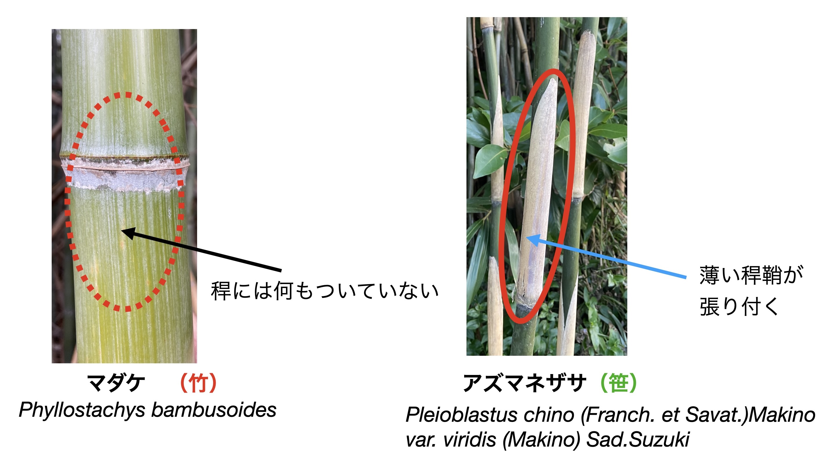 タケとササの違い。タケ亜科の幹・茎にあたる部位は稈（かん）と呼ばれ、そこに皮が張り付いているか否か植物学的な線引きとなる