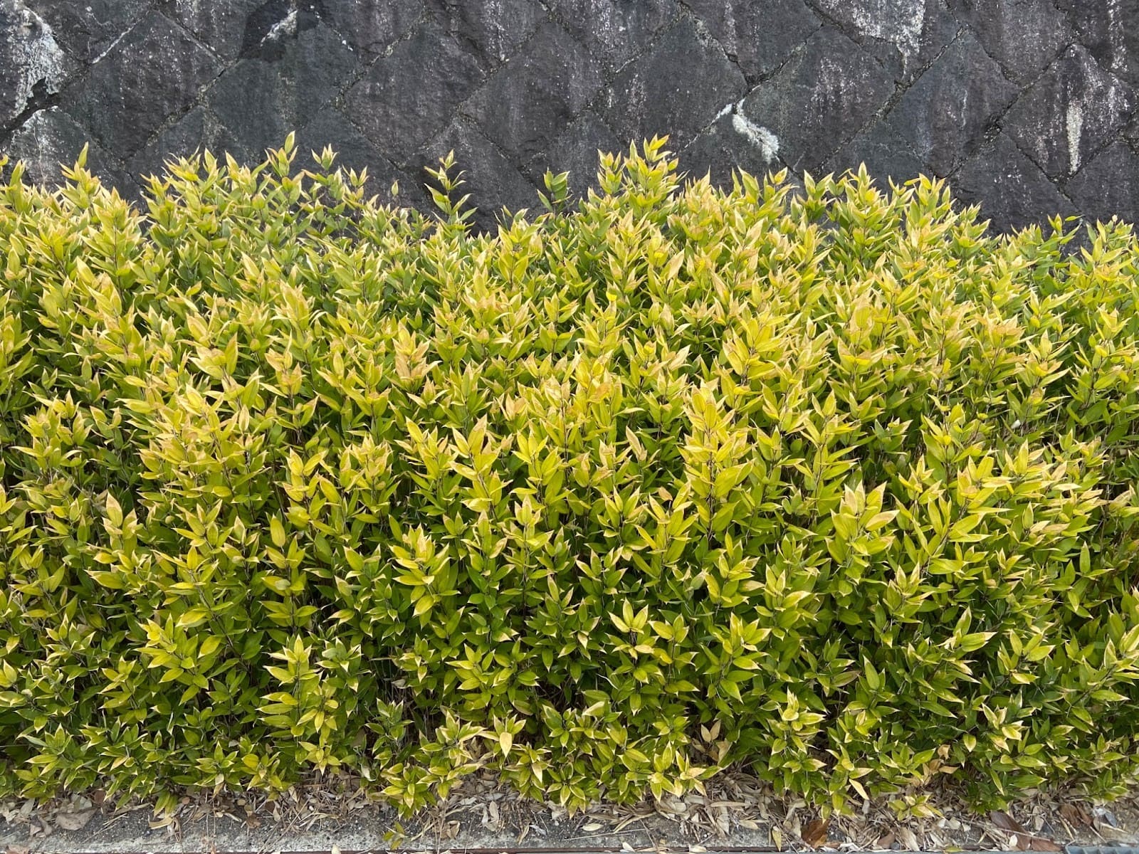 グランドカバープランツとしてよく植栽される、オカメザサ（Shibataea kumasaca）。京都市にて。”ササ”とつくが、稈に何もついていないため、植物学的にはタケに分類される。日本に生育するタケ亜科の植物の通名の多くは、植物学的なタケ・ササの定義が決まる前に付けられたため、こうした混乱が散見される。