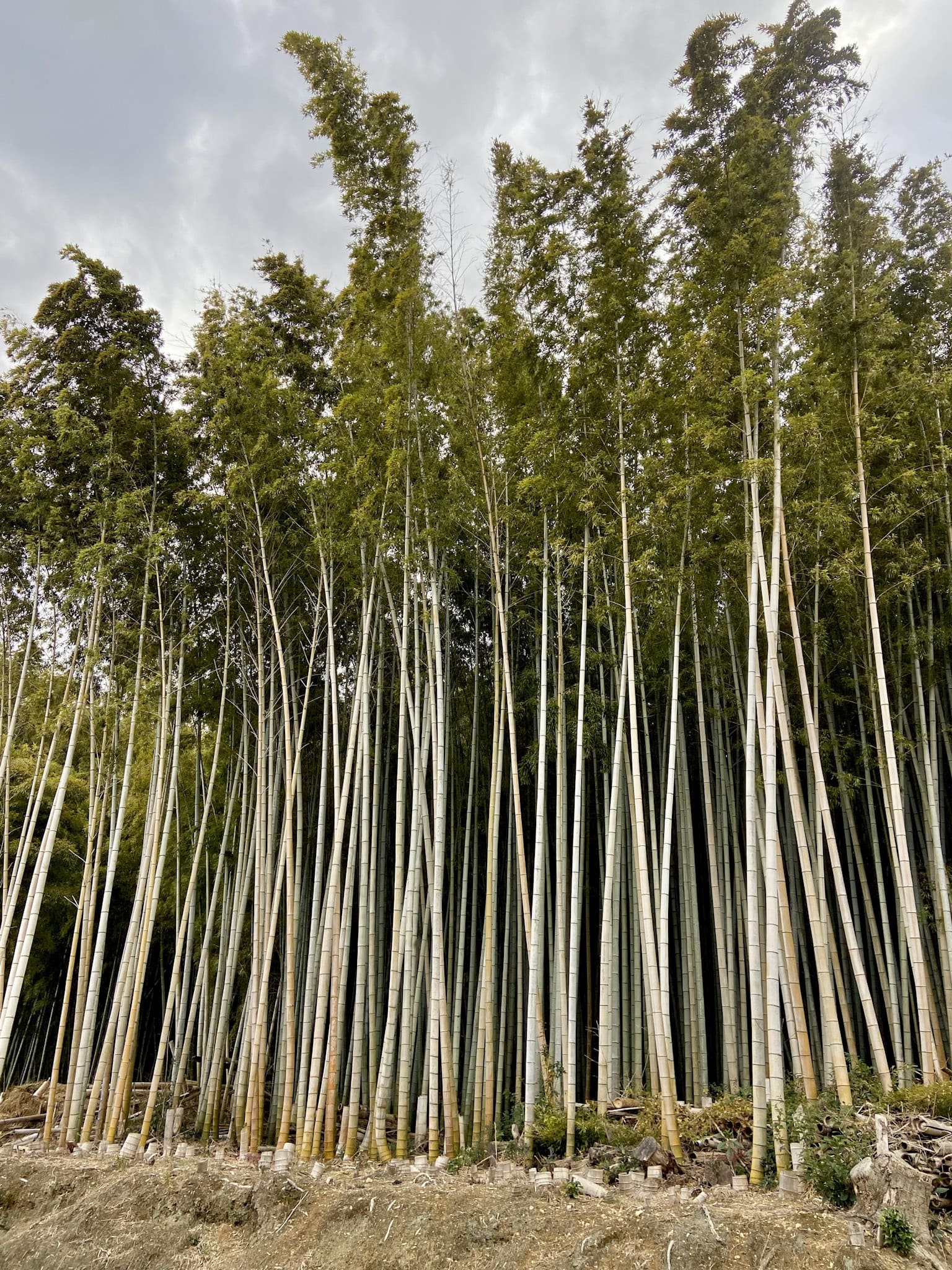 モウソウチク。非常に高く、樹木のような見た目に育つ。京都市西京区にて。