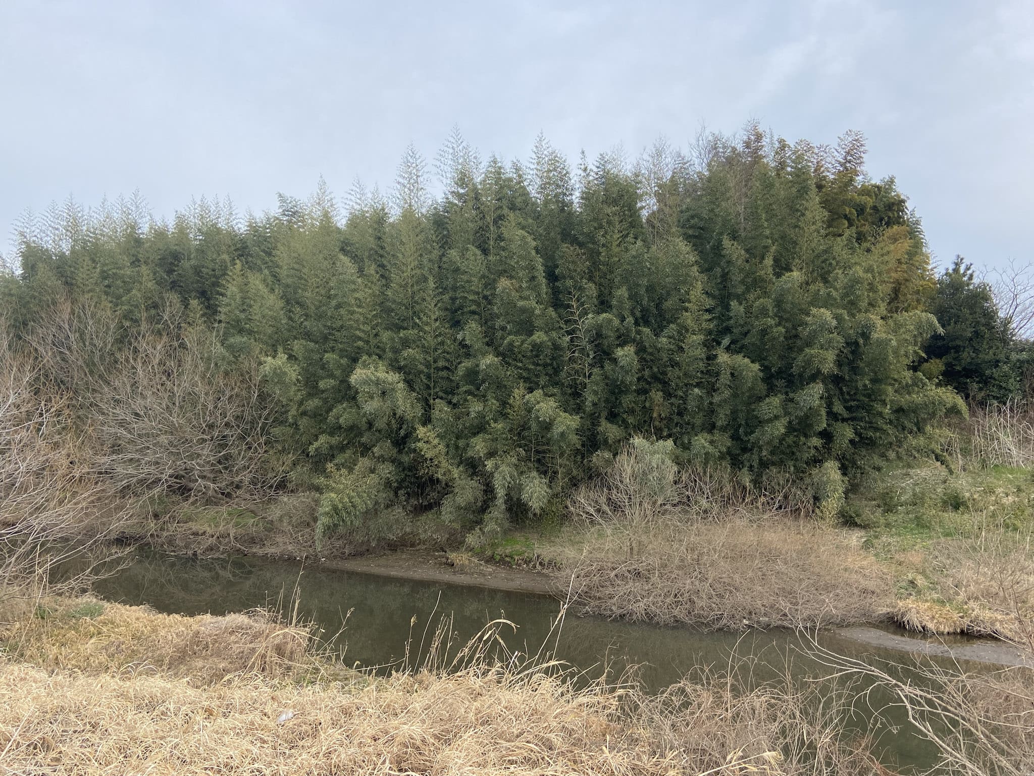 マダケ。モウソウチクと比較すると稈高は低い。砂礫質の土壌を好み、川沿いで竹藪を形成しているのをよく見かける。茨城県常総市にて。