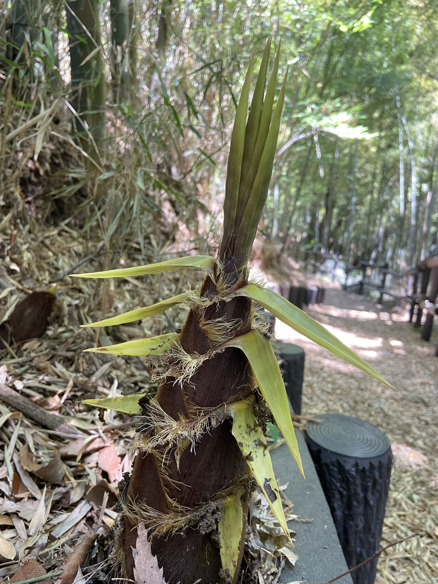 モウソウチクのタケノコ。ここからわずか３カ月で２０mの高さまで育つ。
