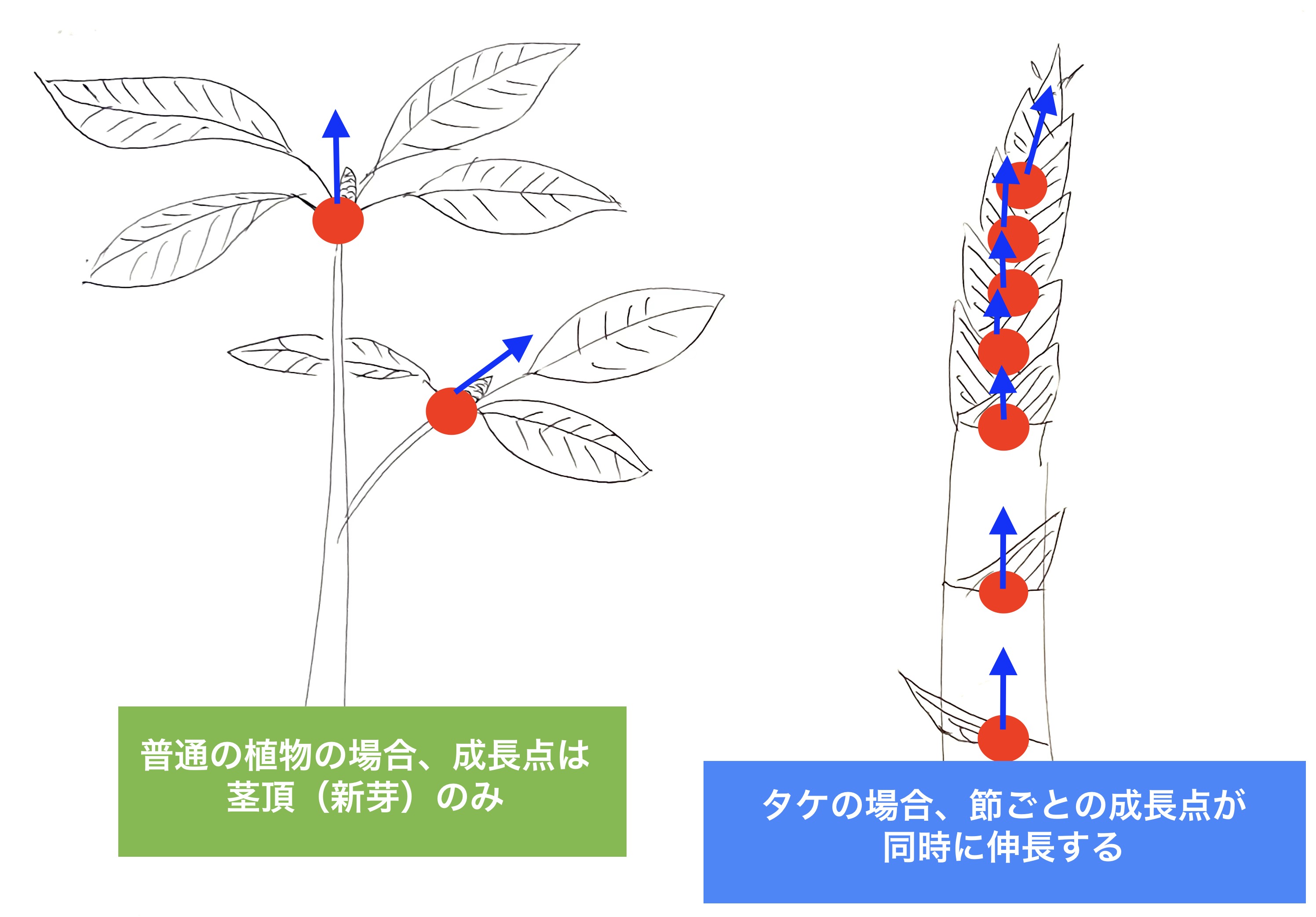 普通の植物とタケの、成長点の構造の違い