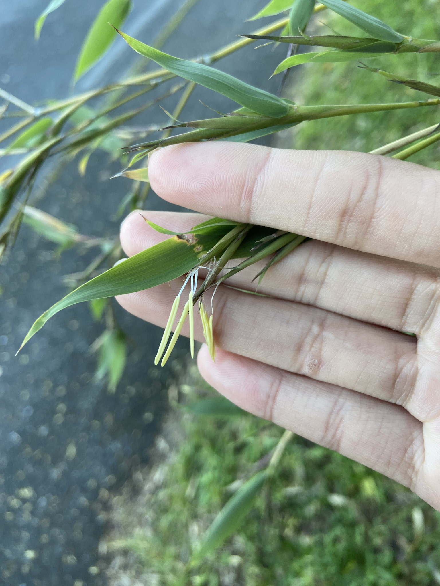 筆者が人生で一回だけ見たことがある、タケの花。2024年8月、ニュージーランドの荒地で放置されていた竹林にて撮影。残念ながら種は不明…。