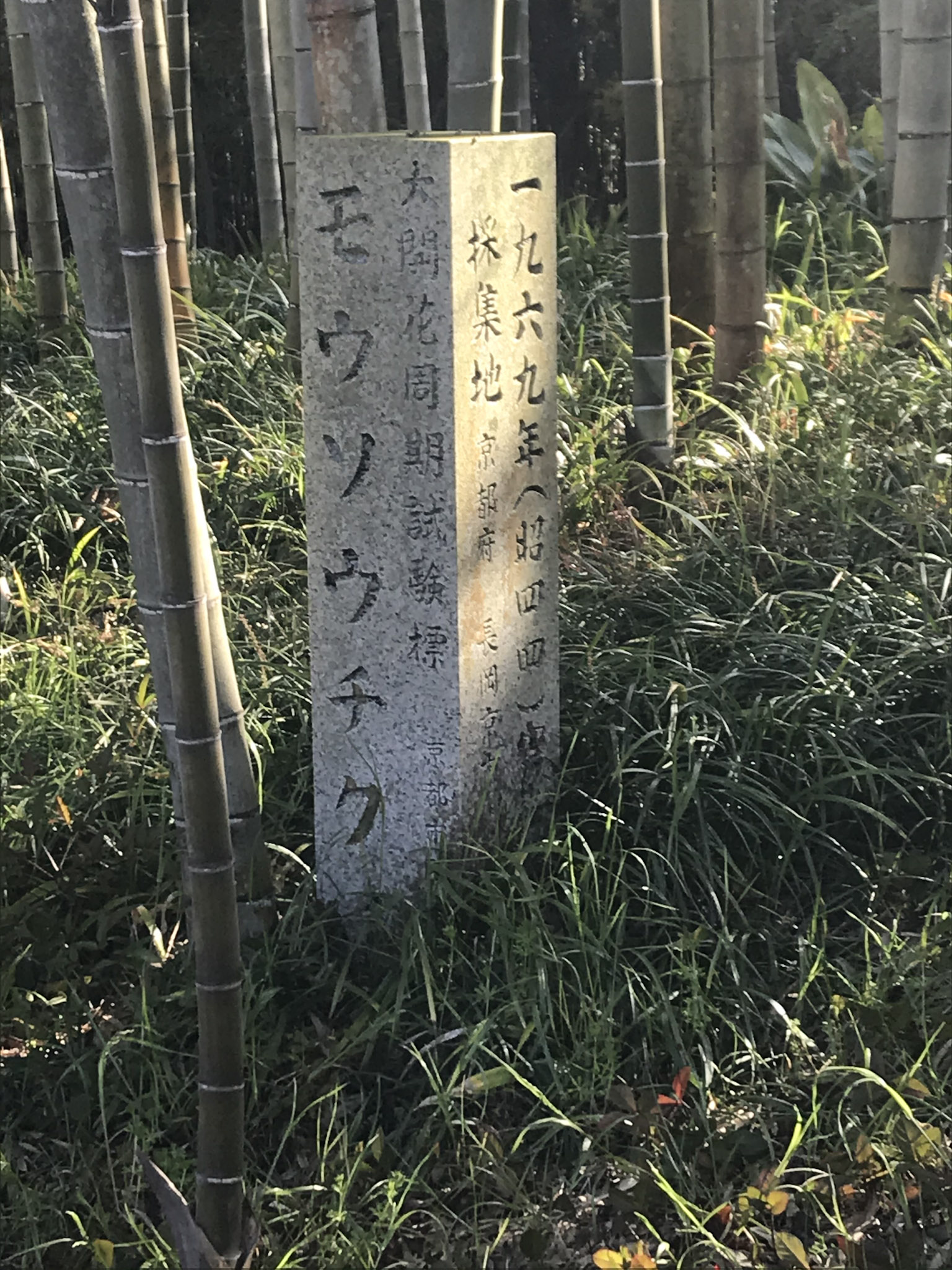 タケは人間の寿命よりも長いスパンで開花する。それゆえ、彼らの寿命を正確に突き止めるには、長期にわたる研究が必要になる。京都市にあるタケ専門の植物園「竹の文化園」には、１９６９年に開花したモウソウチクの株が大切に育てられていて、開花の日時を後世に伝えるための石碑も設置されている。