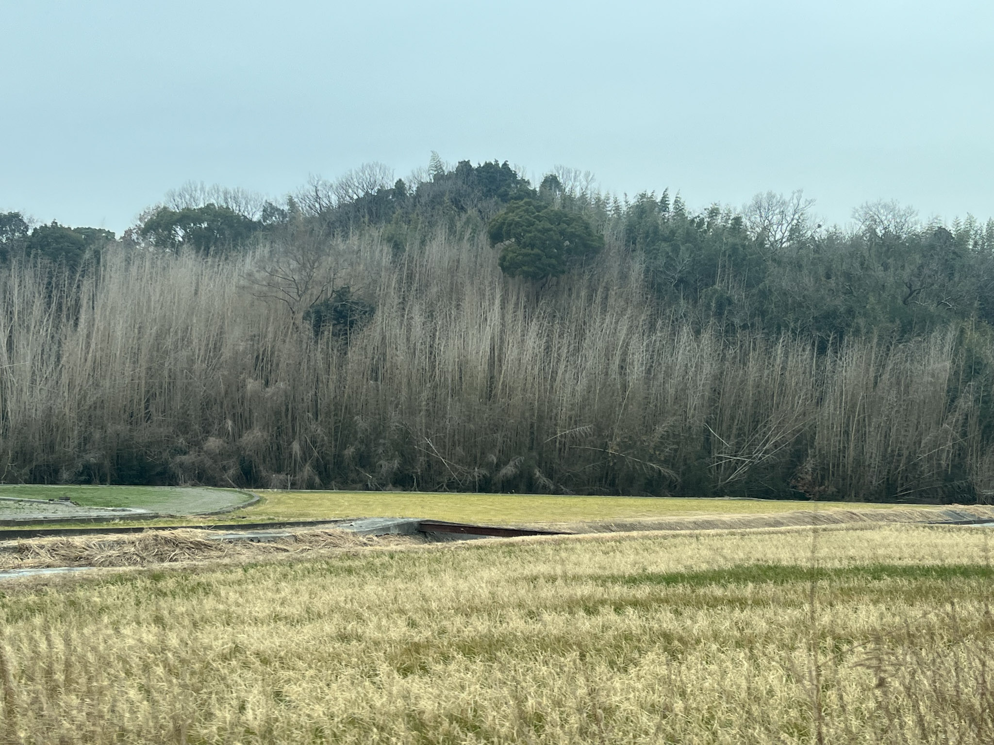 一斉開花後、枯死したハチクの群落。兵庫県淡路島にて。