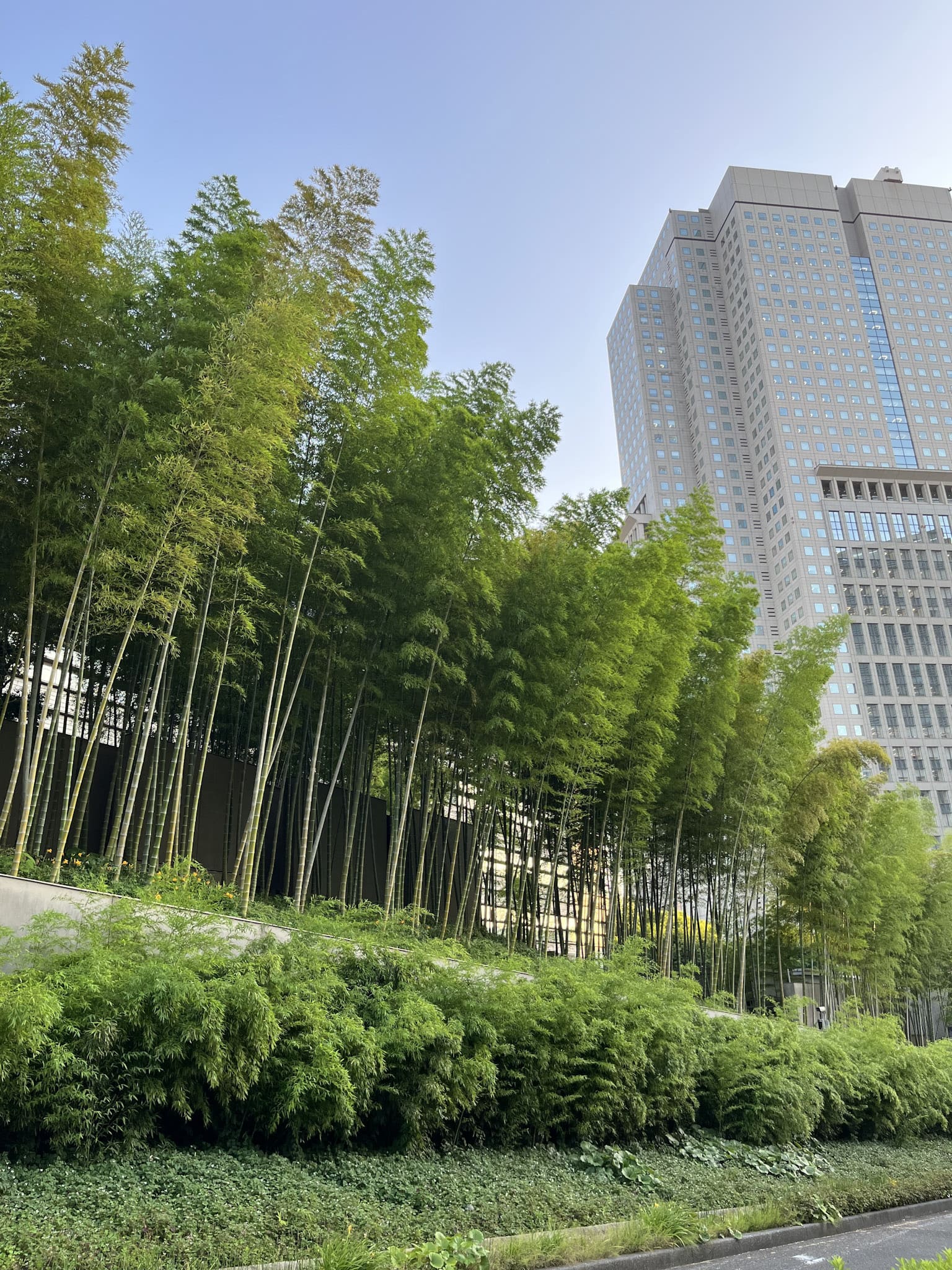 首相官邸の裏庭には、見事なモウソウチクの竹林が仕立てられている。