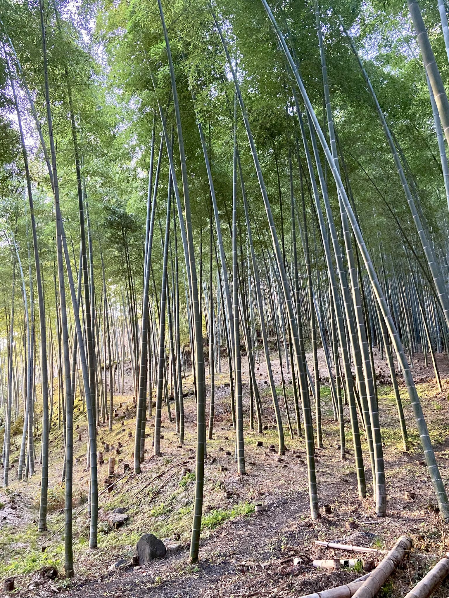 朝焼けの竹林。竹が形づくる美観は、東アジアに暮らす人々の文化的なアイデンティティの礎でもある。京都嵐山にて。